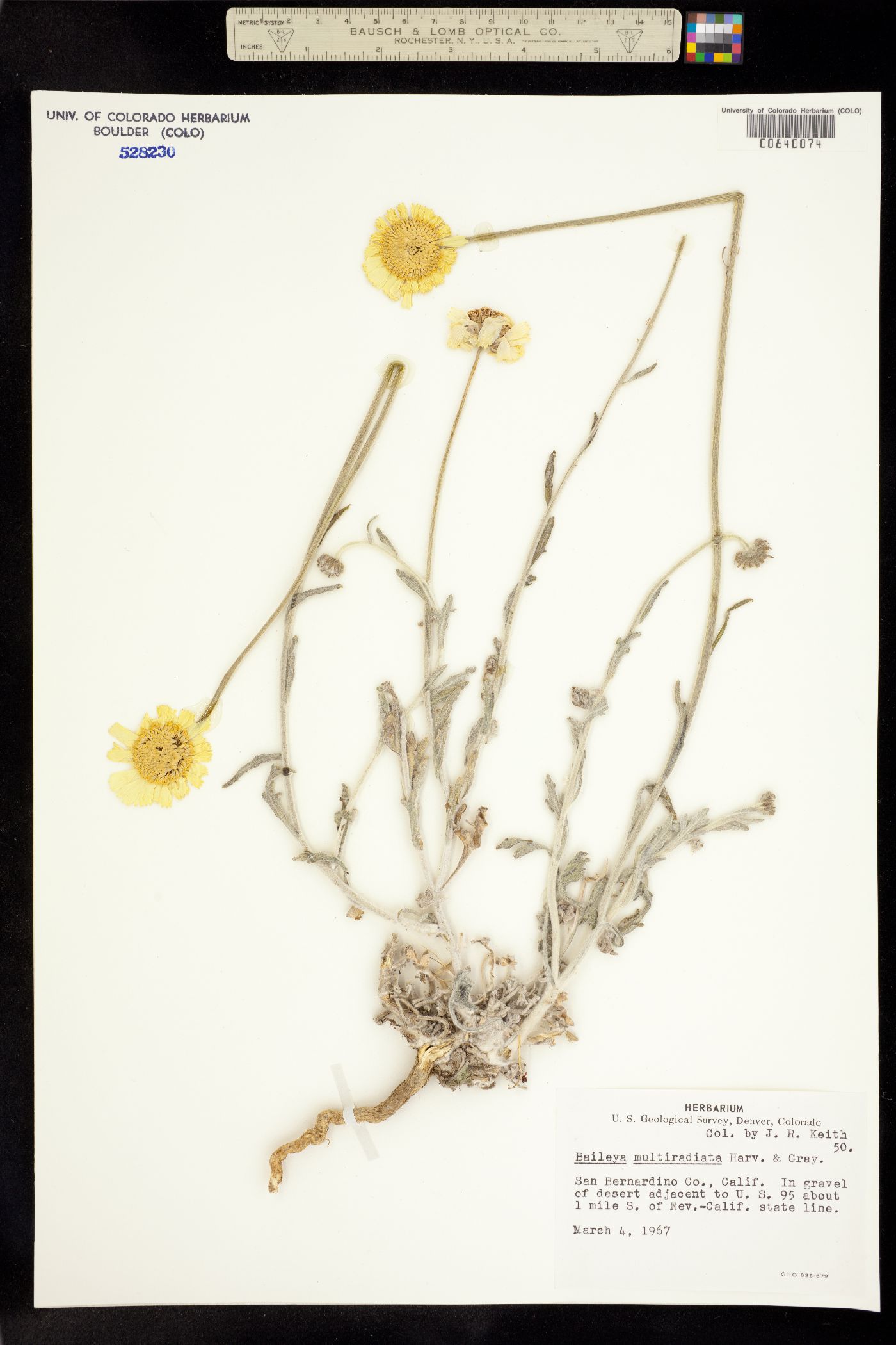 Baileya multiradiata image