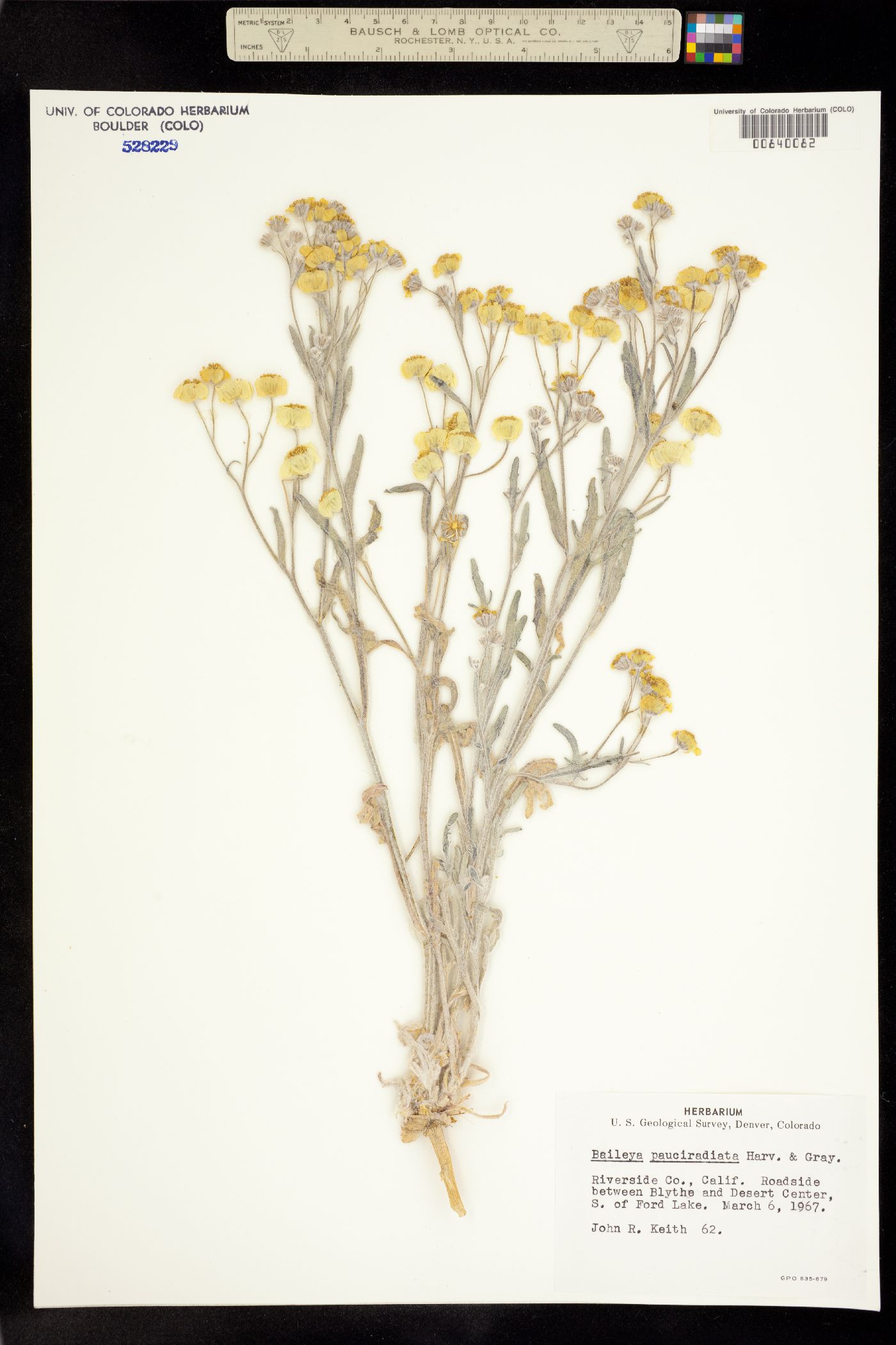 Baileya pauciradiata image