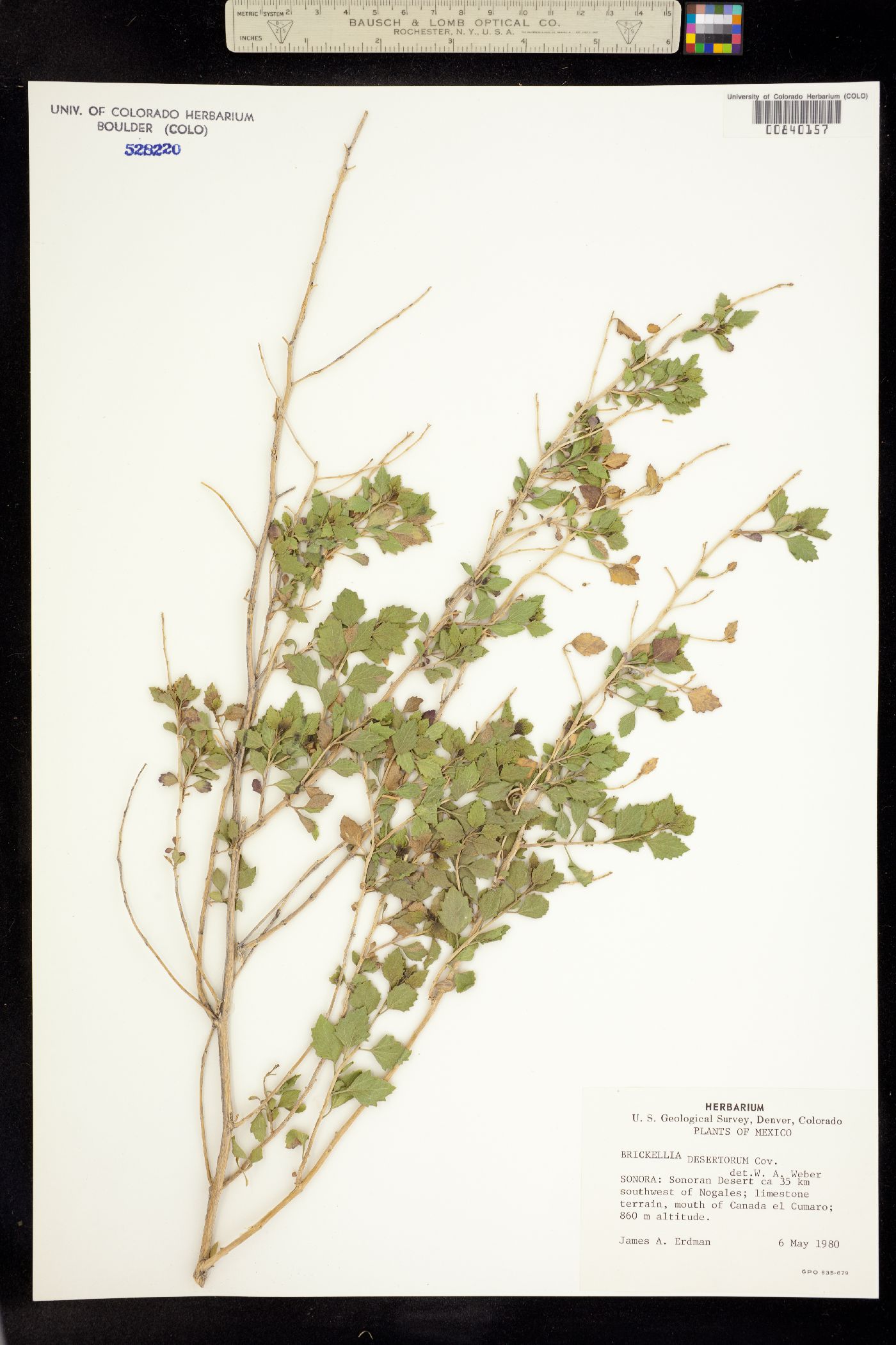 Brickellia desertorum image