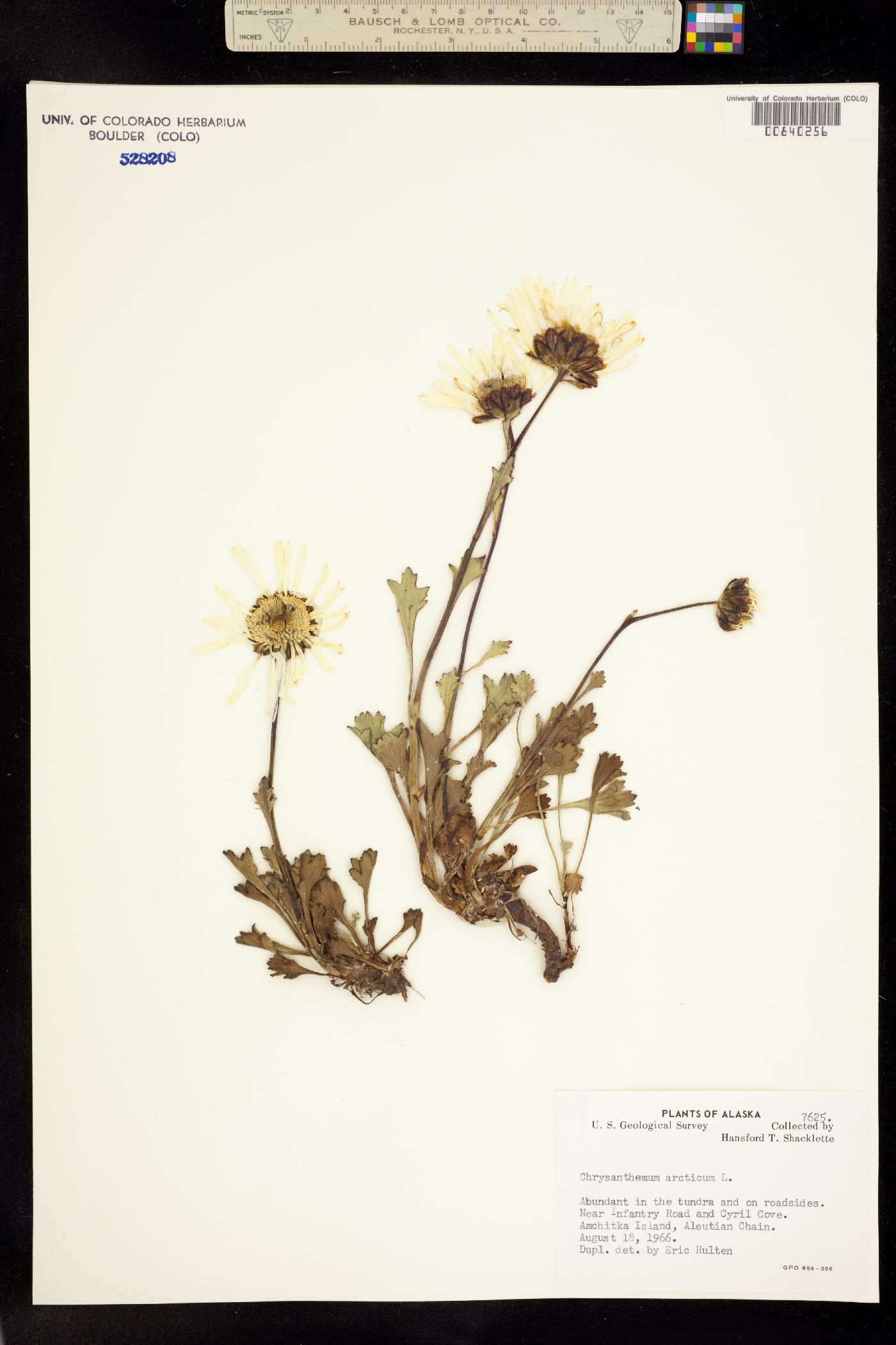 Chrysanthemum image