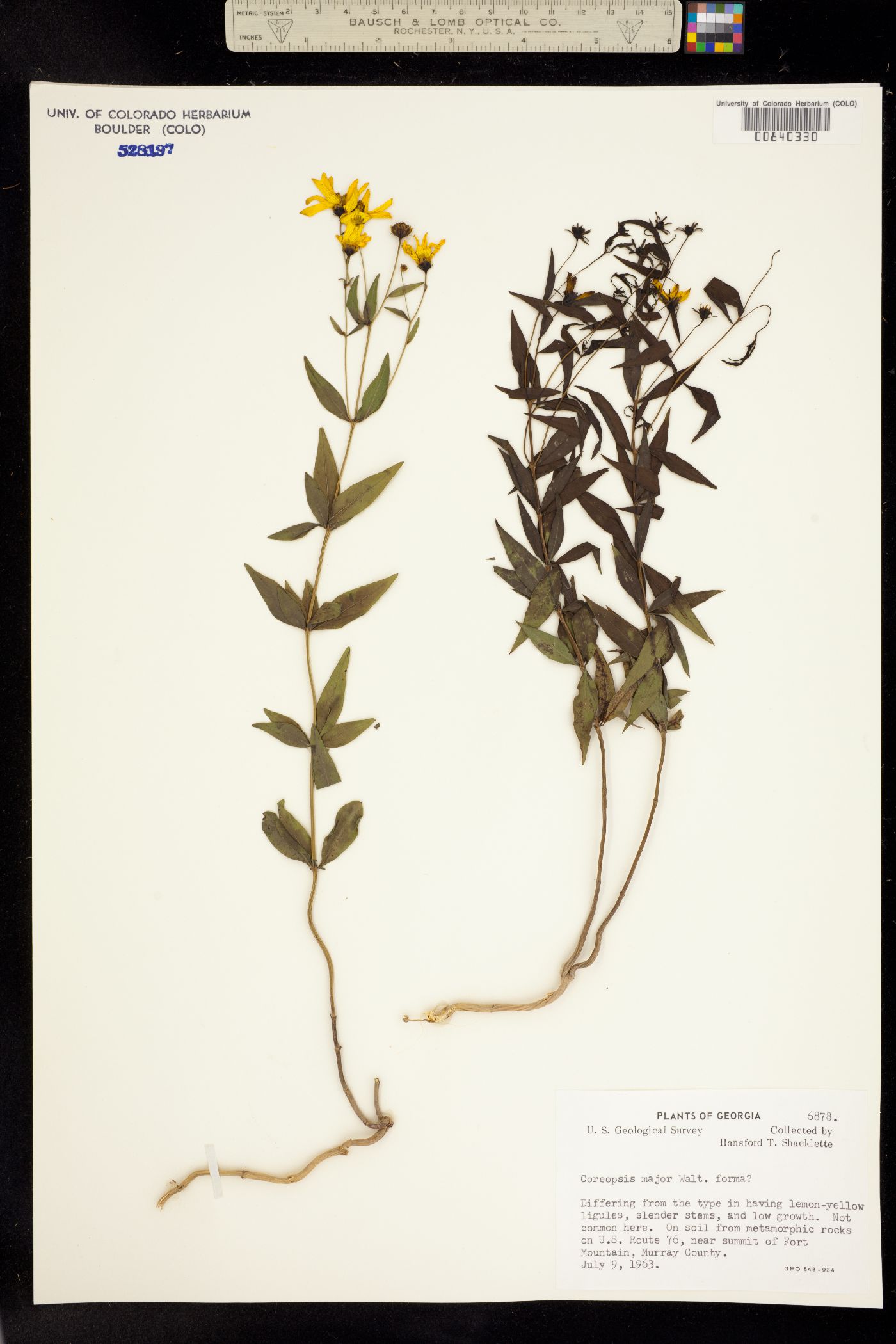 Coreopsis major image