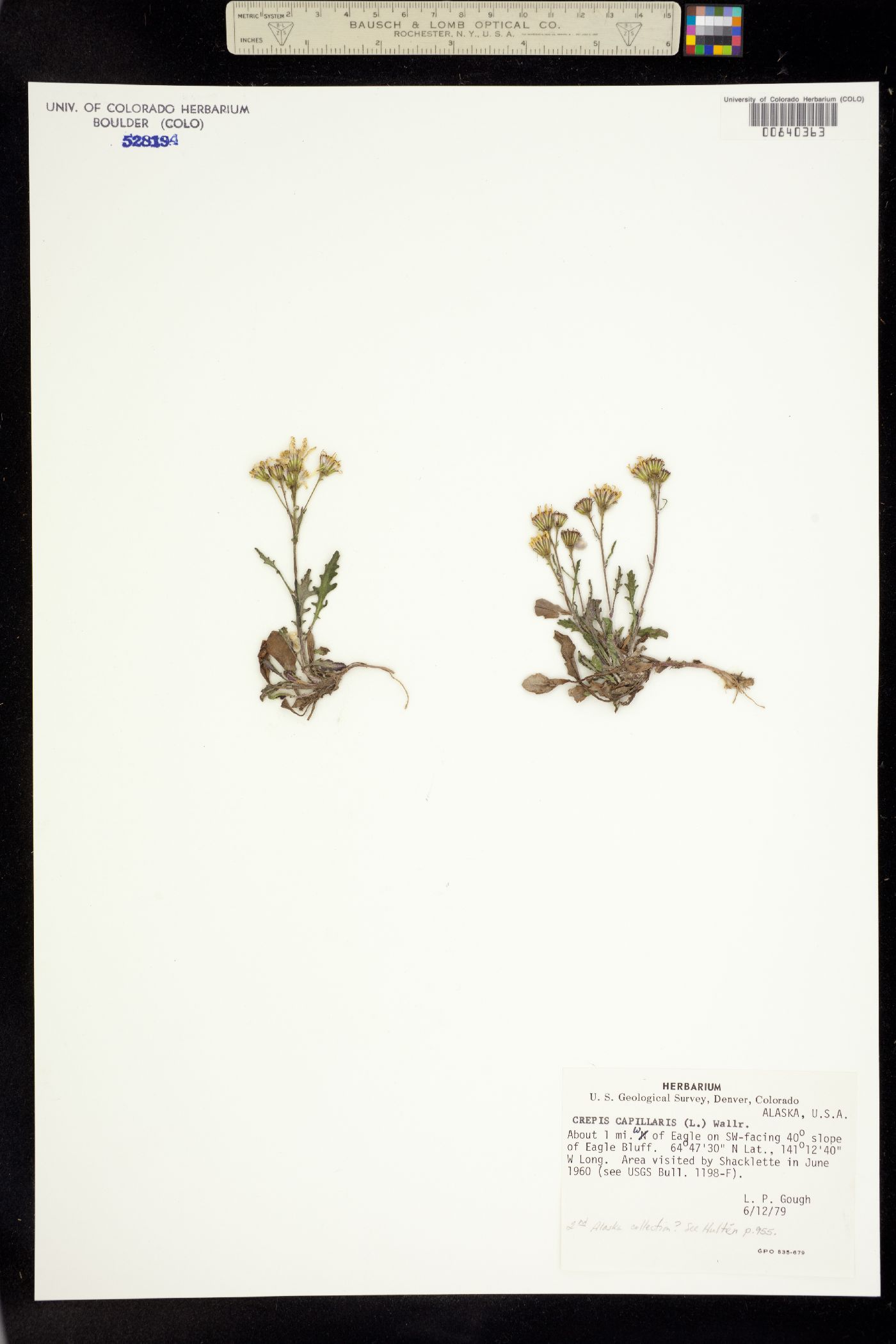 Crepis capillaris image