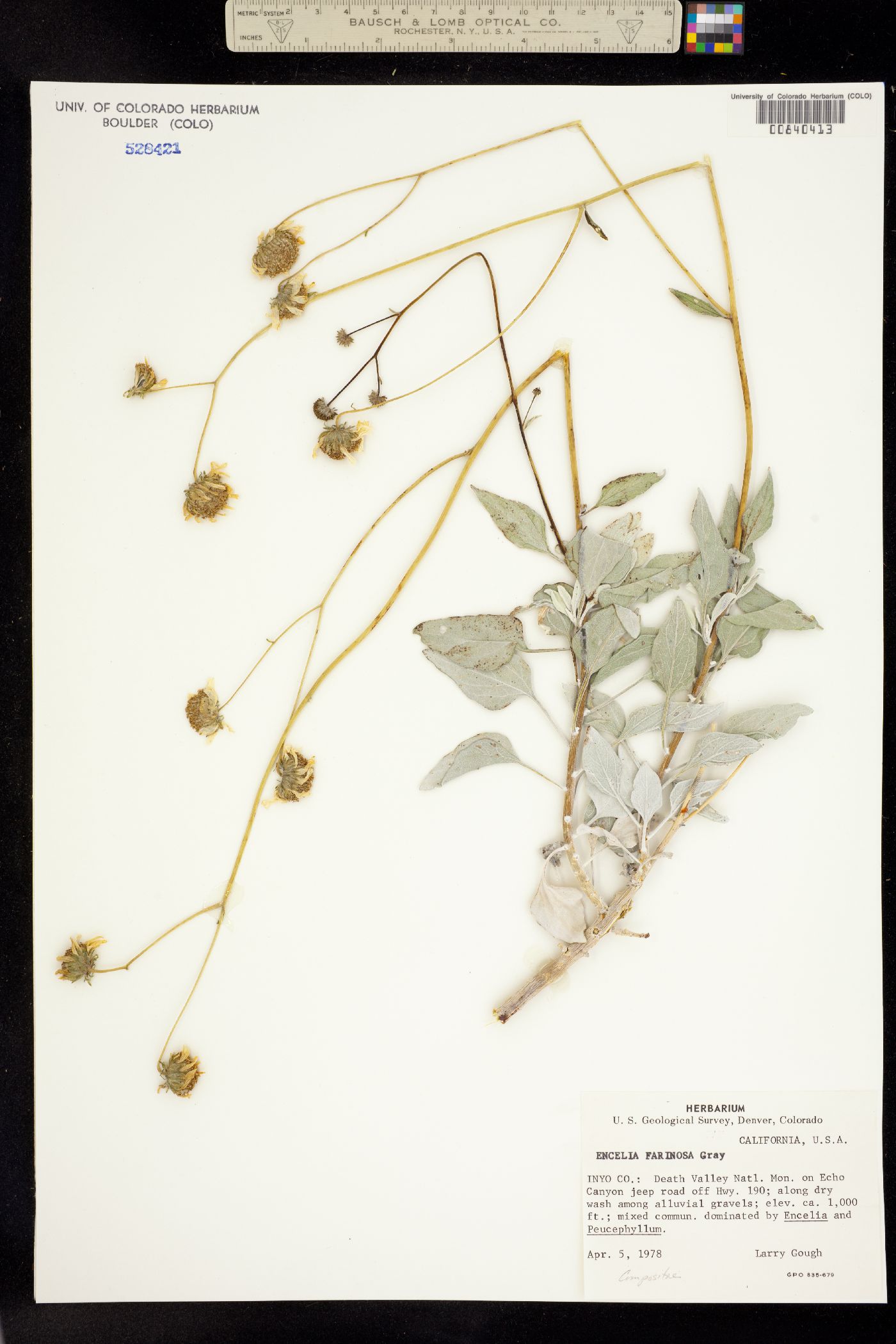 Encelia image