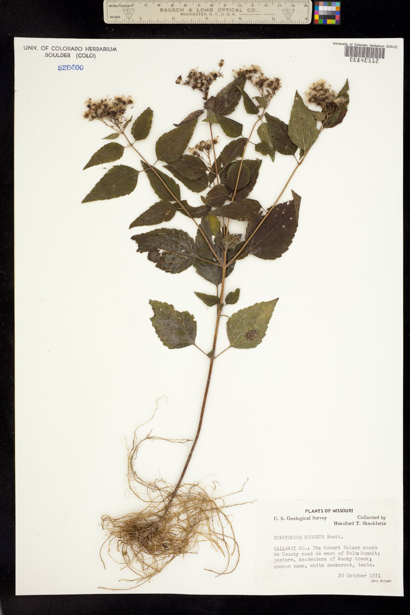 Eupatorium rugosum image