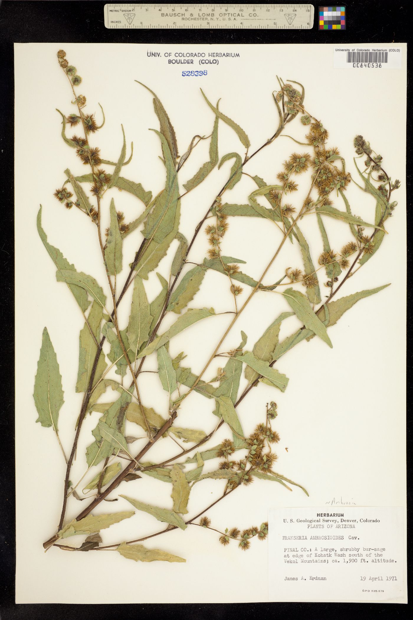 Ambrosia ambrosioides image