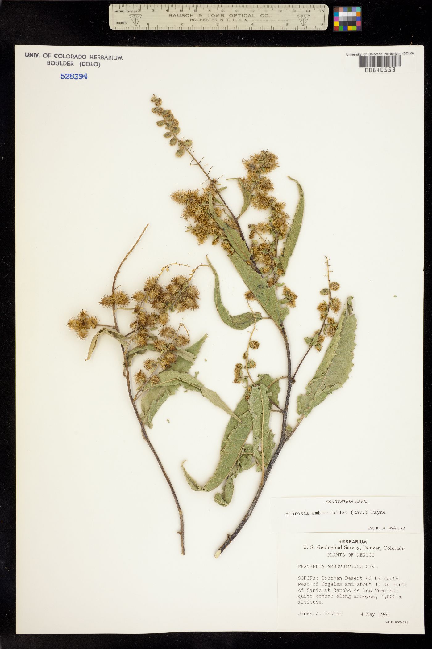 Ambrosia ambrosioides image