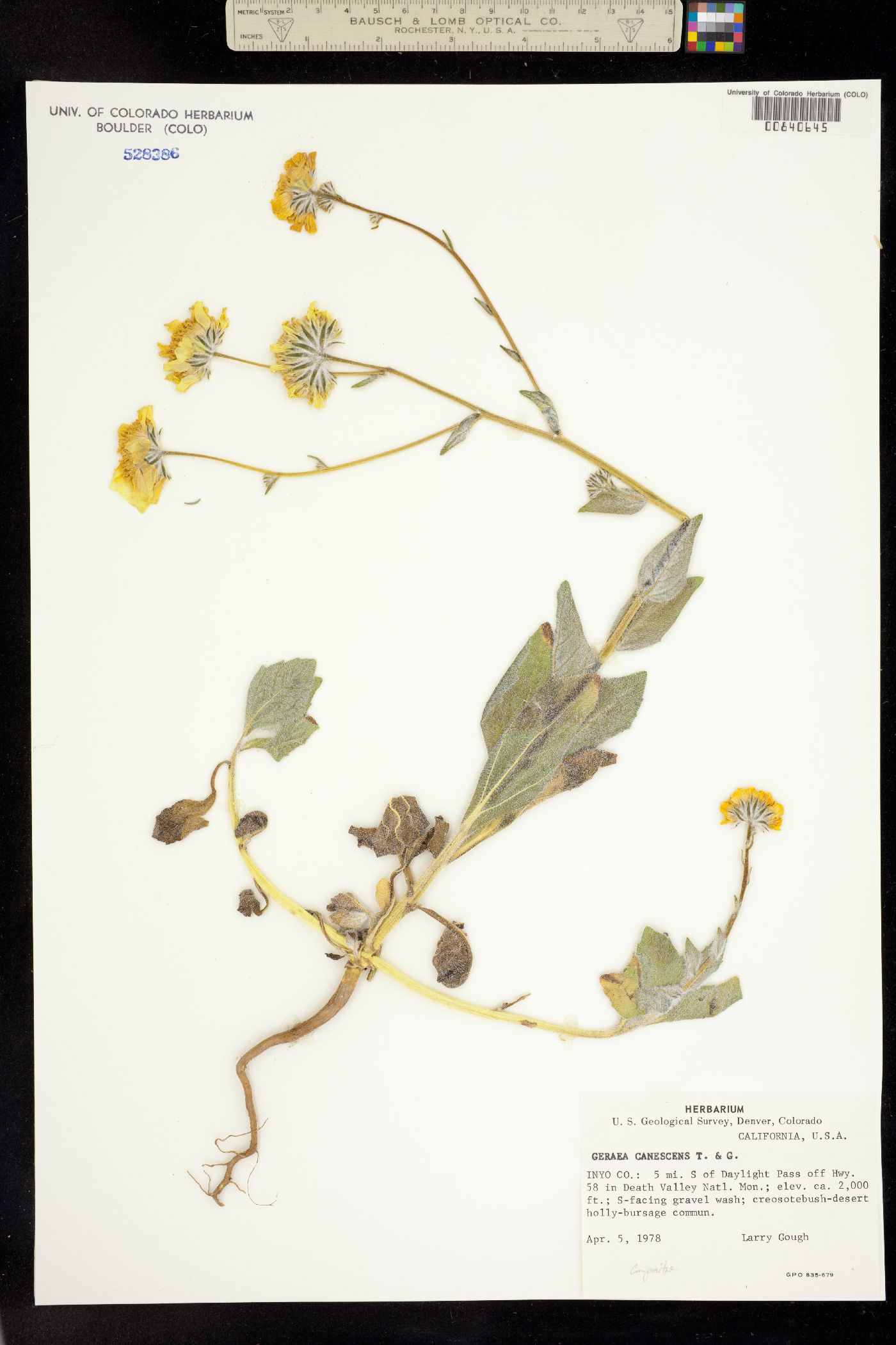 Geraea canescens image