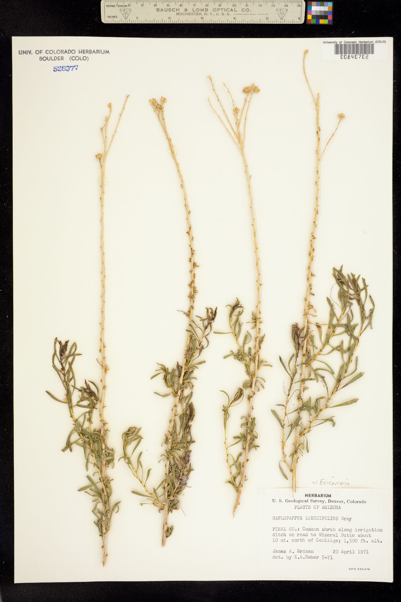 Ericameria laricifolia image