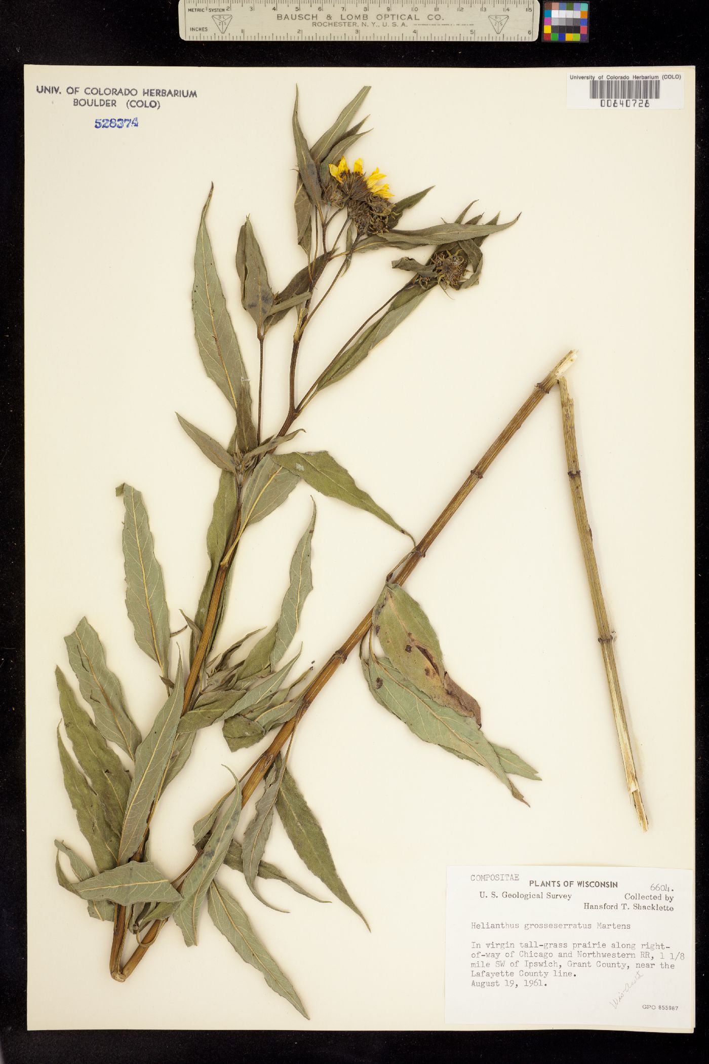 Helianthus grosseserratus image