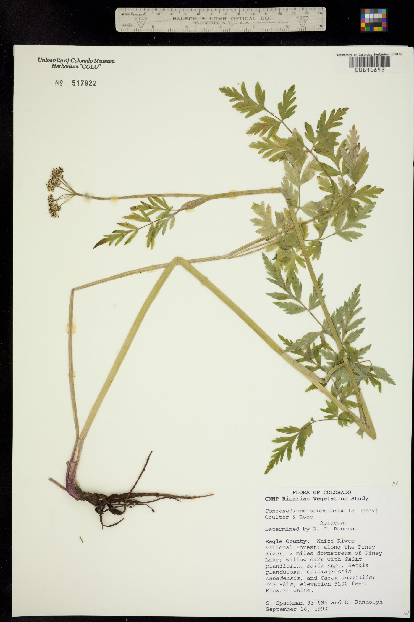 Apiaceae image