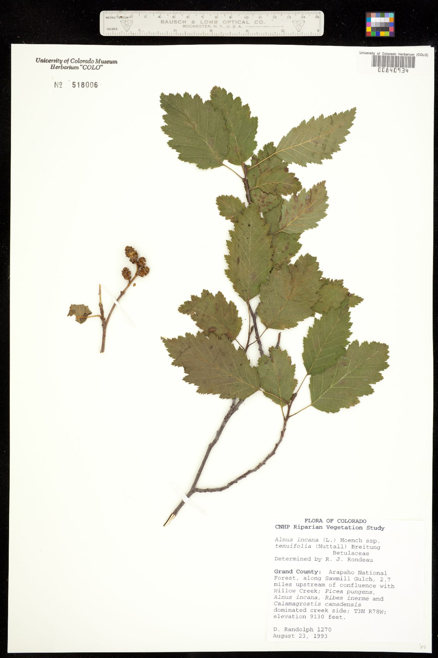 Alnus incana ssp. tenuifolia image
