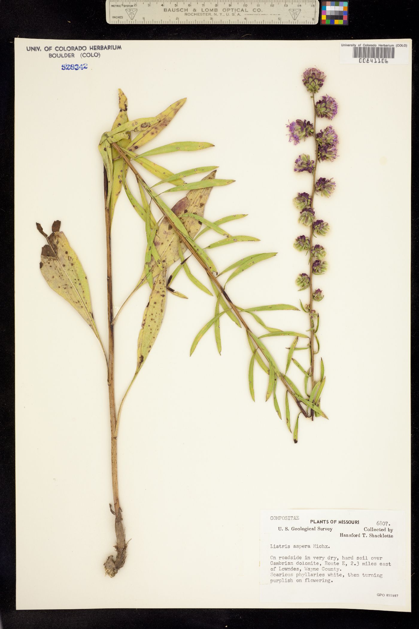 Liatris aspera image