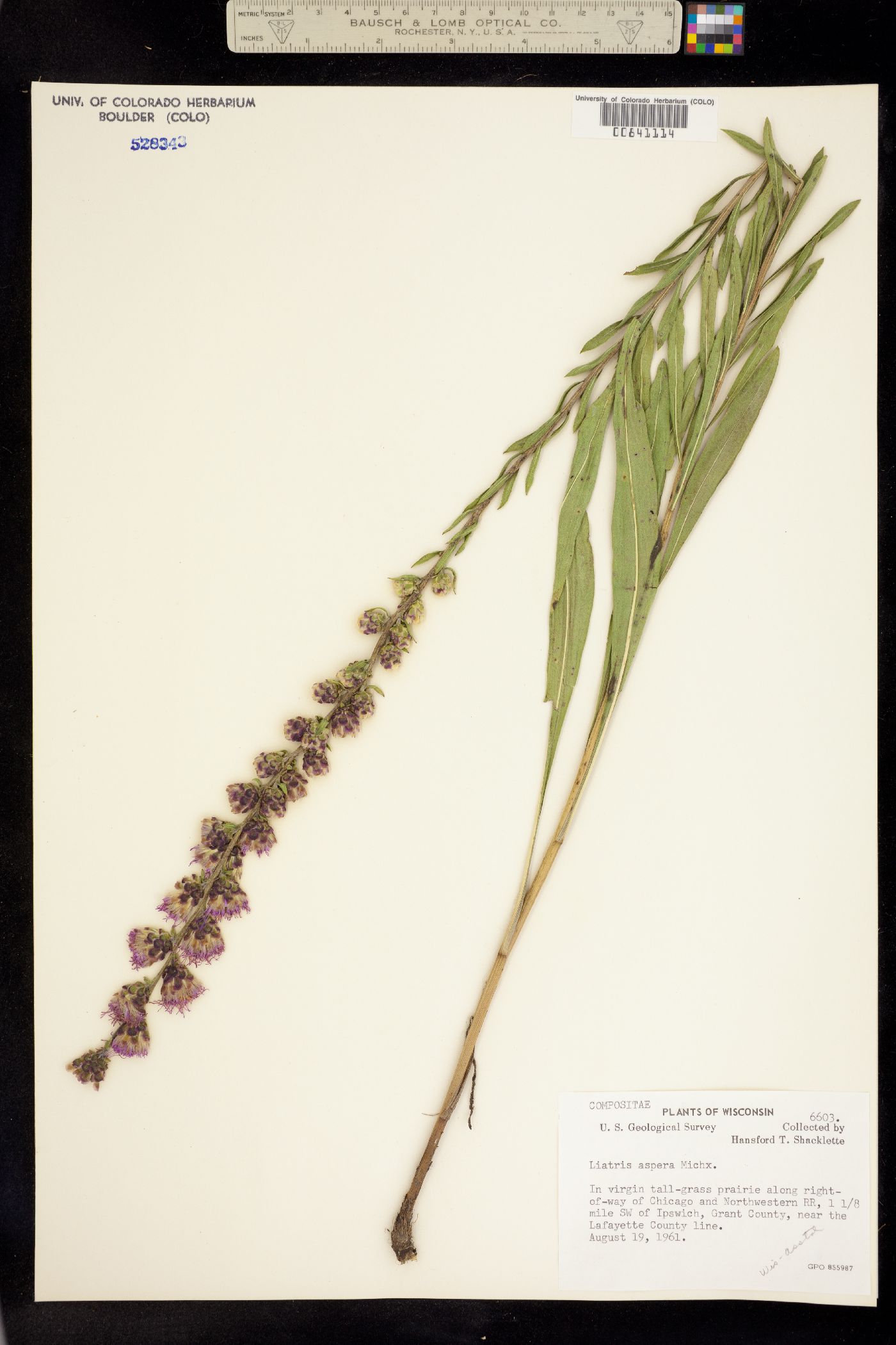 Liatris aspera image