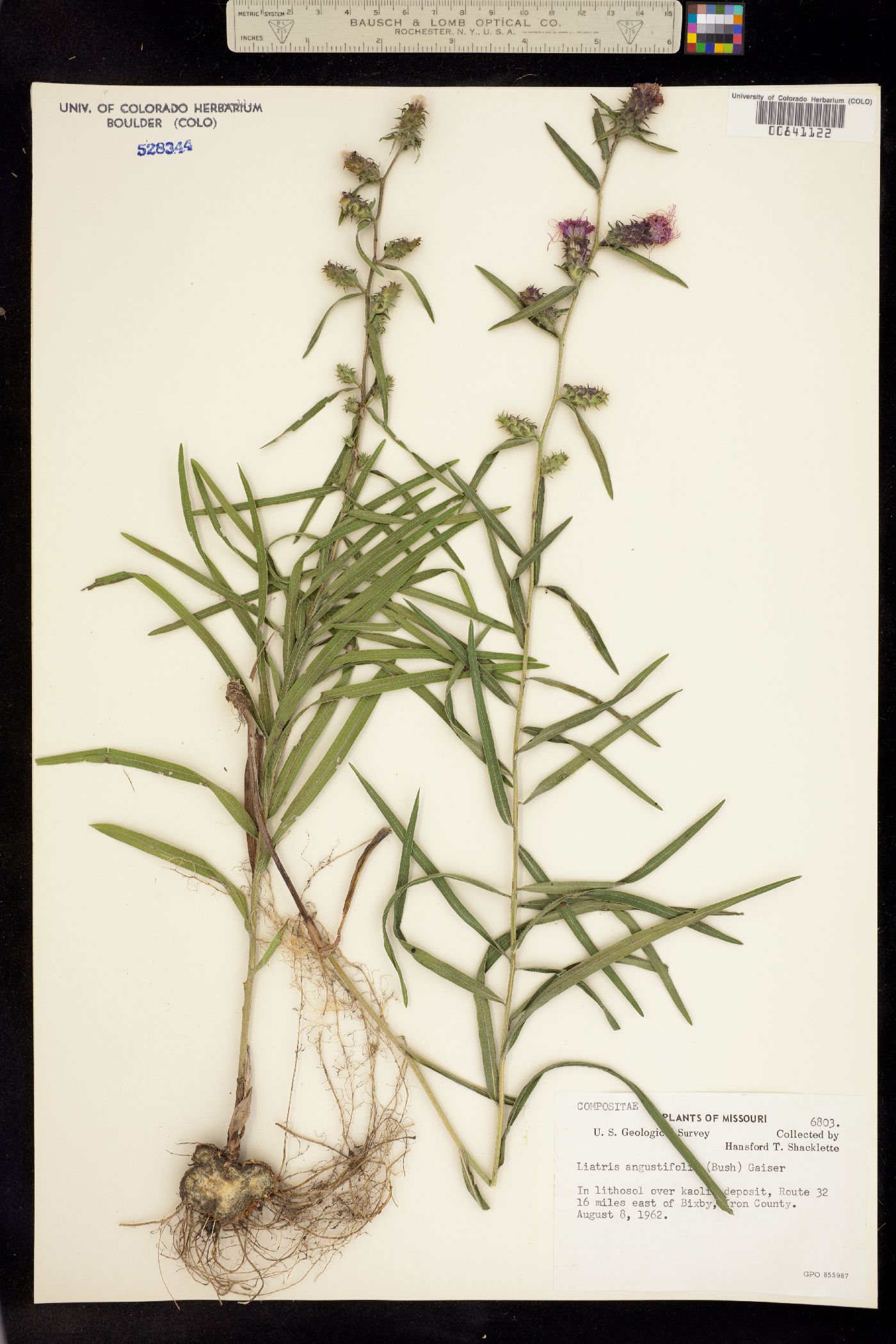 Liatris punctata var. mucronata image