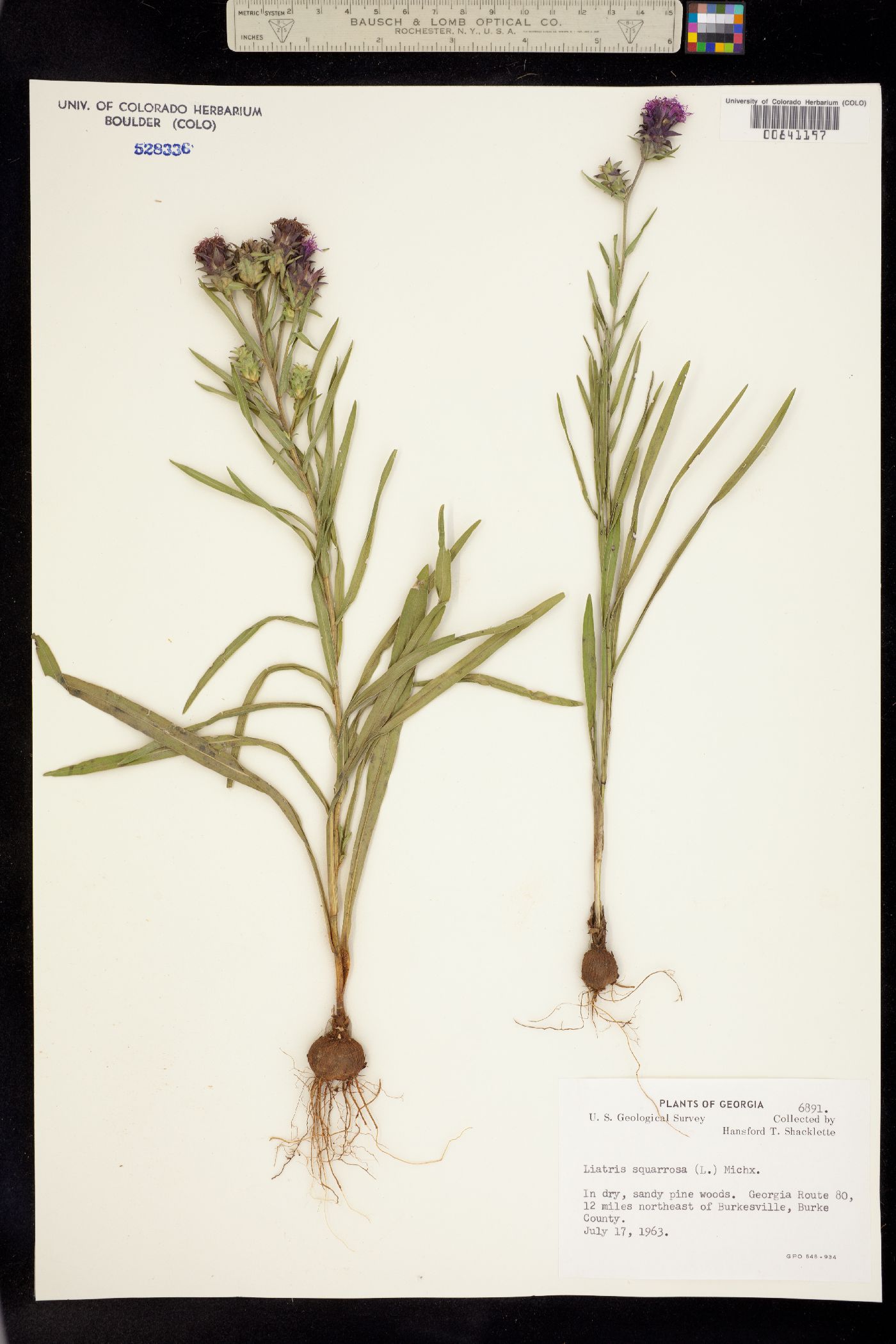 Liatris squarrosa image