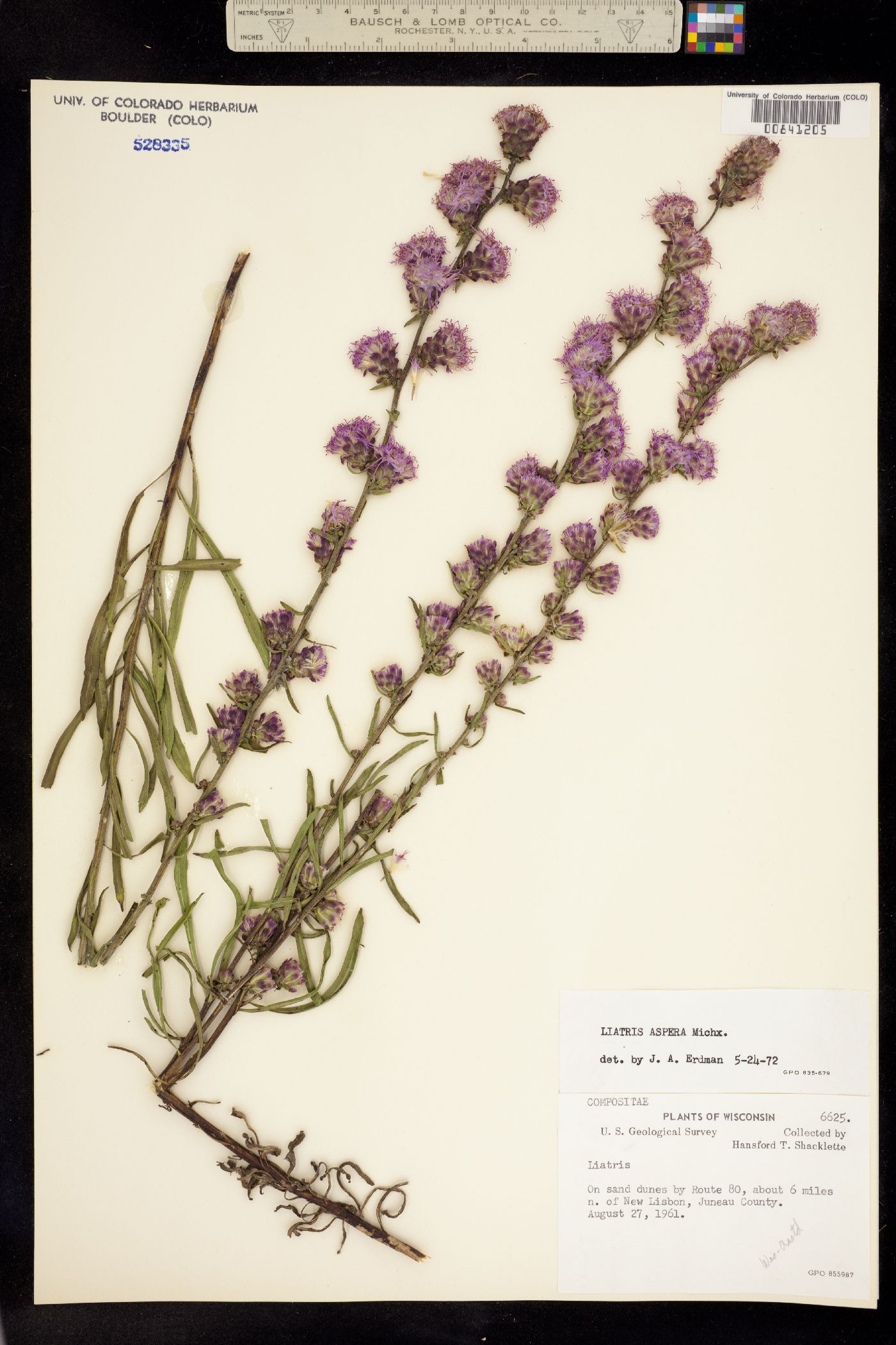 Liatris aspera image