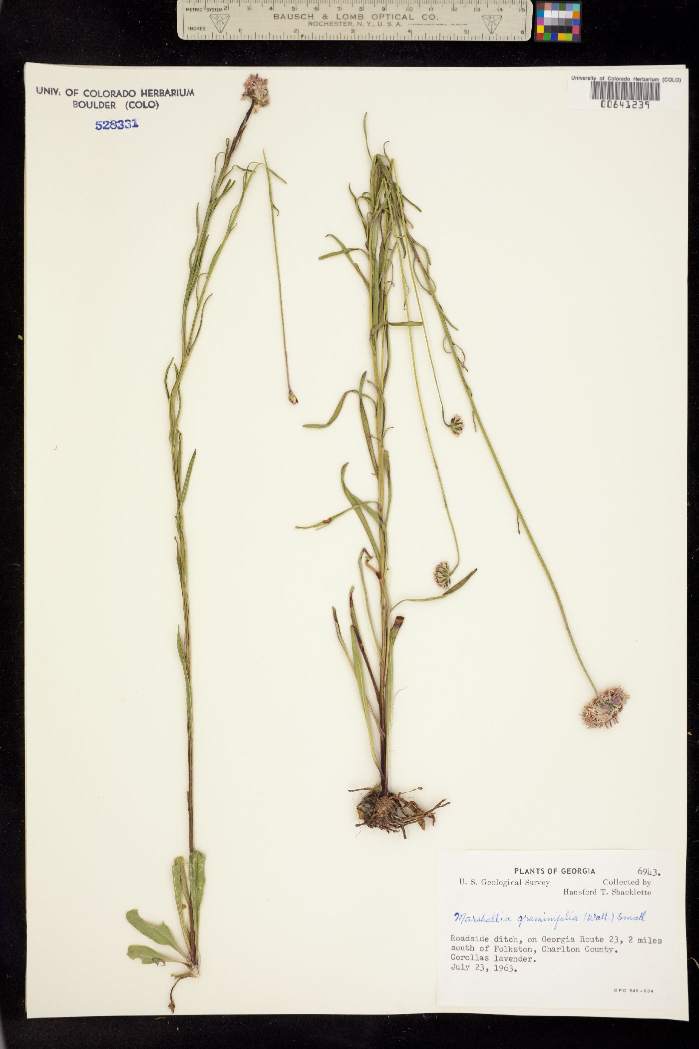 Marshallia graminifolia image