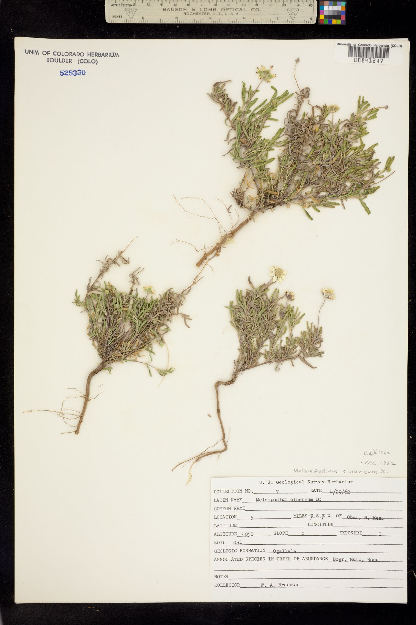 Melampodium cinereum image