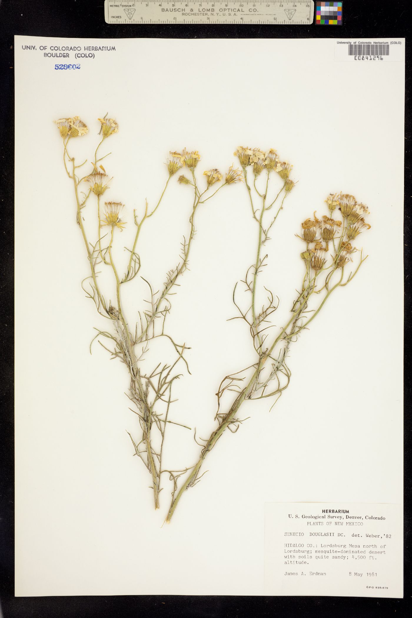 Senecio flaccidus var. douglasii image