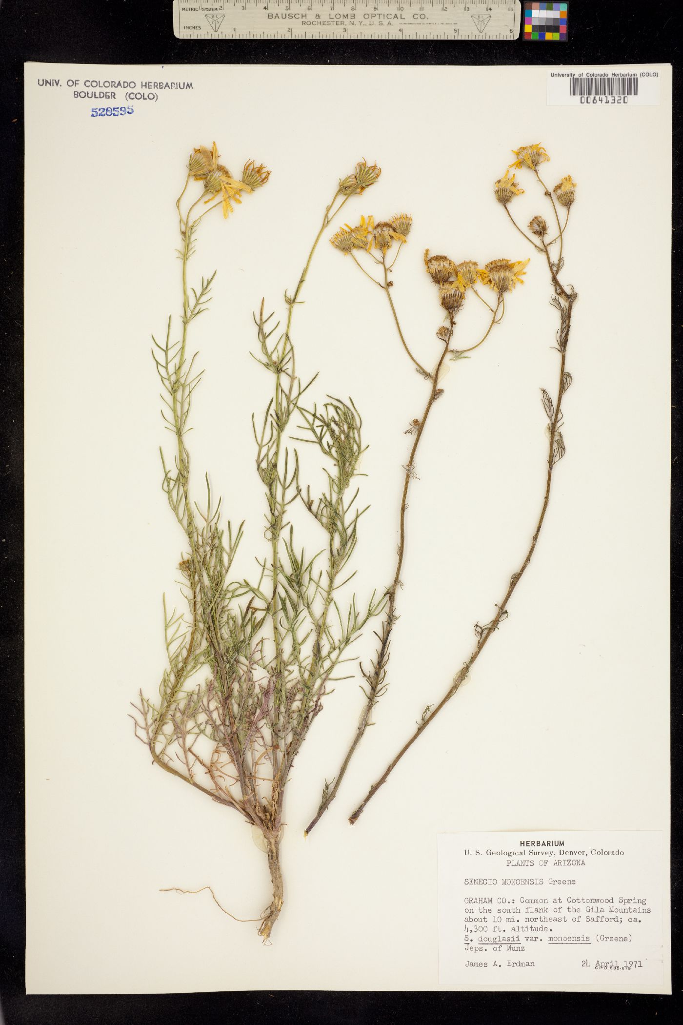 Senecio flaccidus image