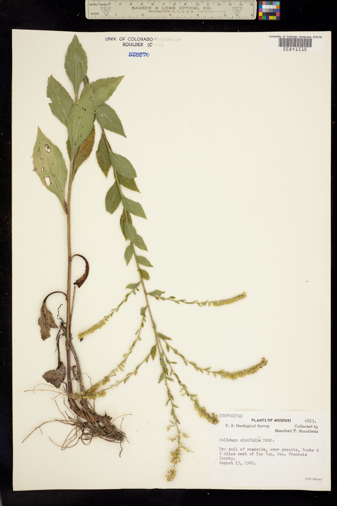 Solidago ulmifolia image