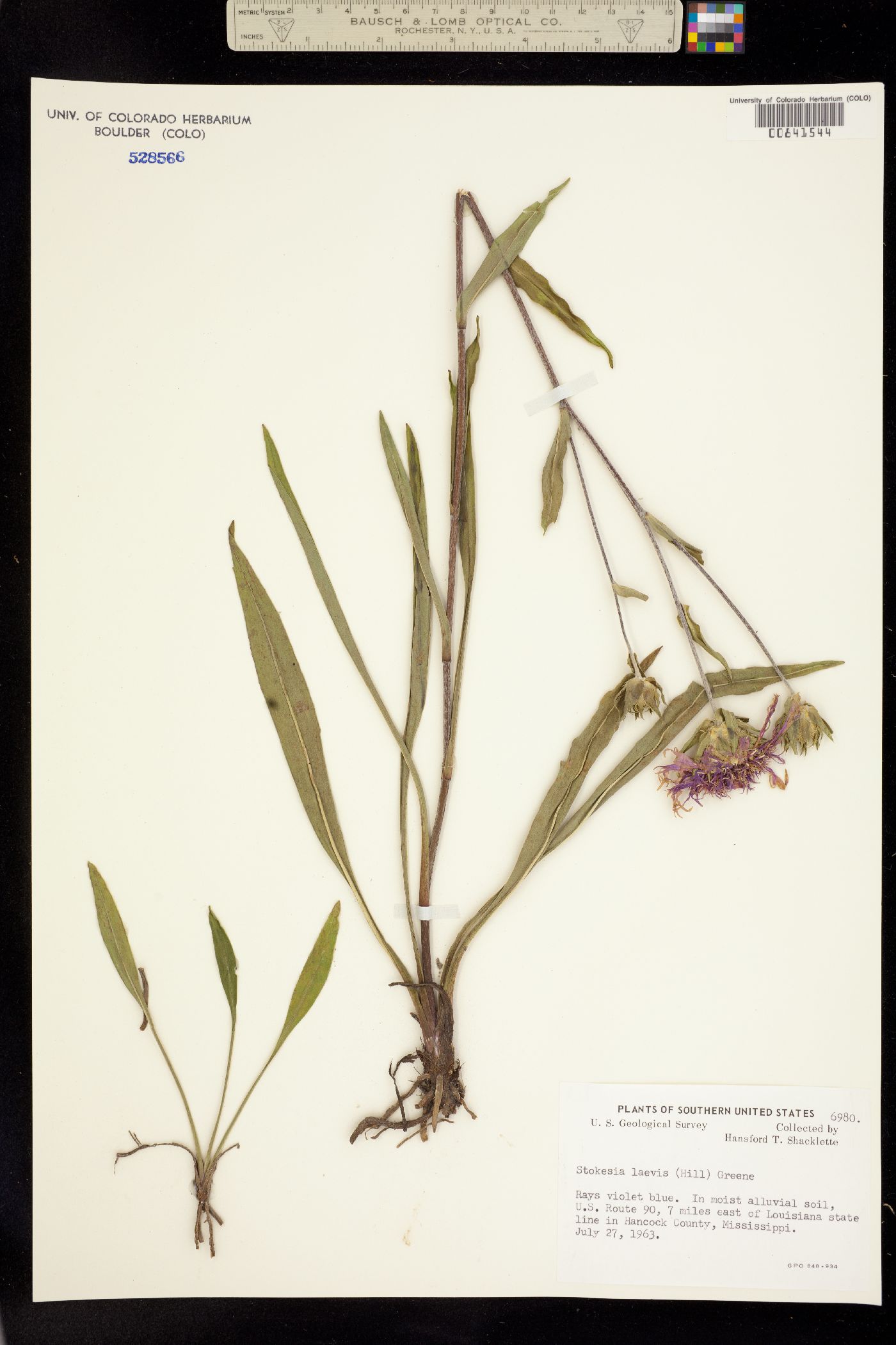 Stokesia laevis image