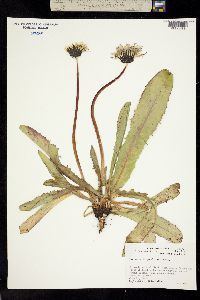 Image of Taraxacum trigonolobum