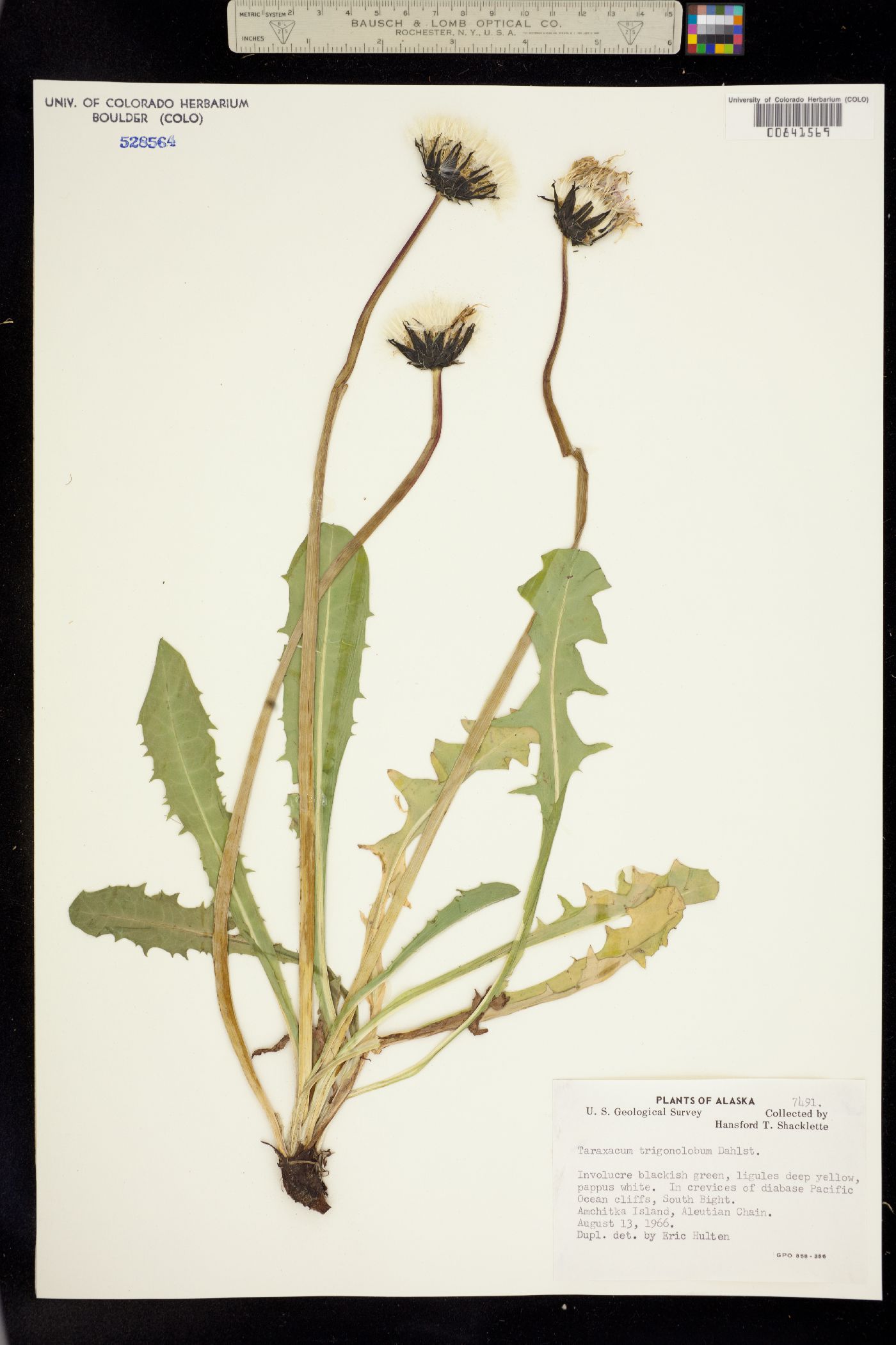 Taraxacum trigonolobum image