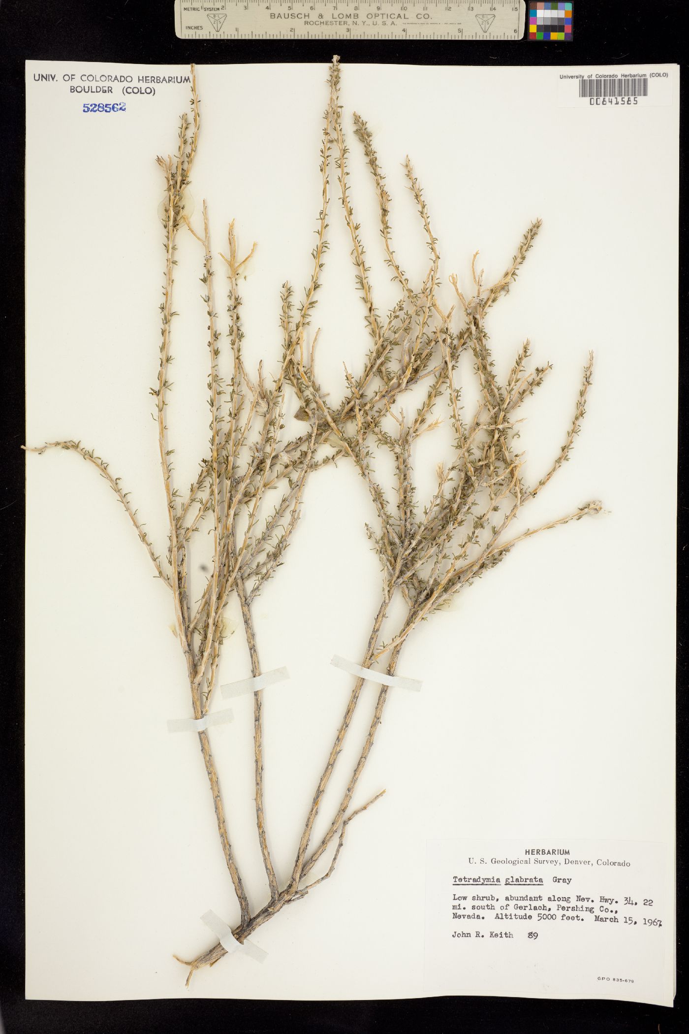 Tetradymia glabrata image