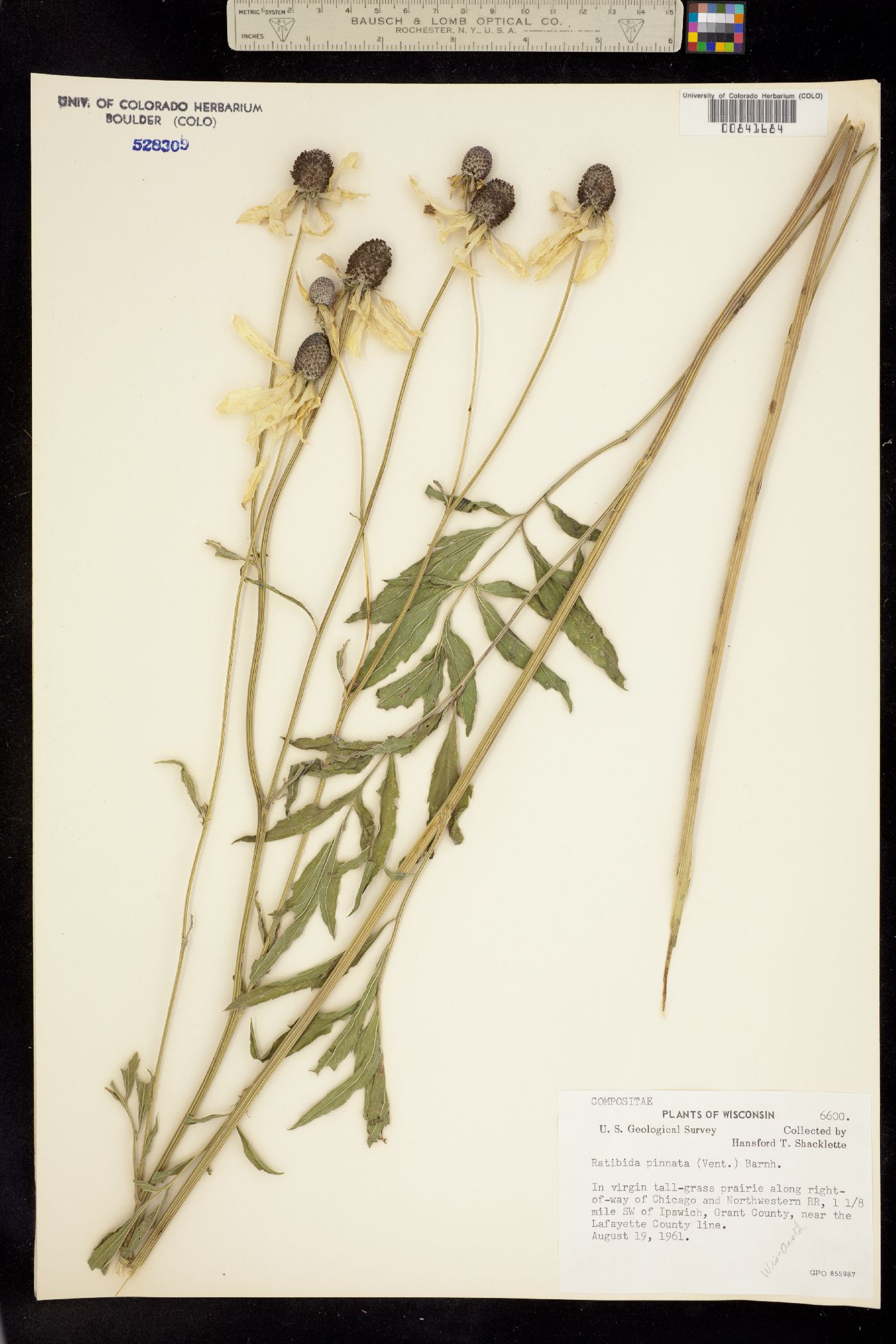 Ratibida pinnata image