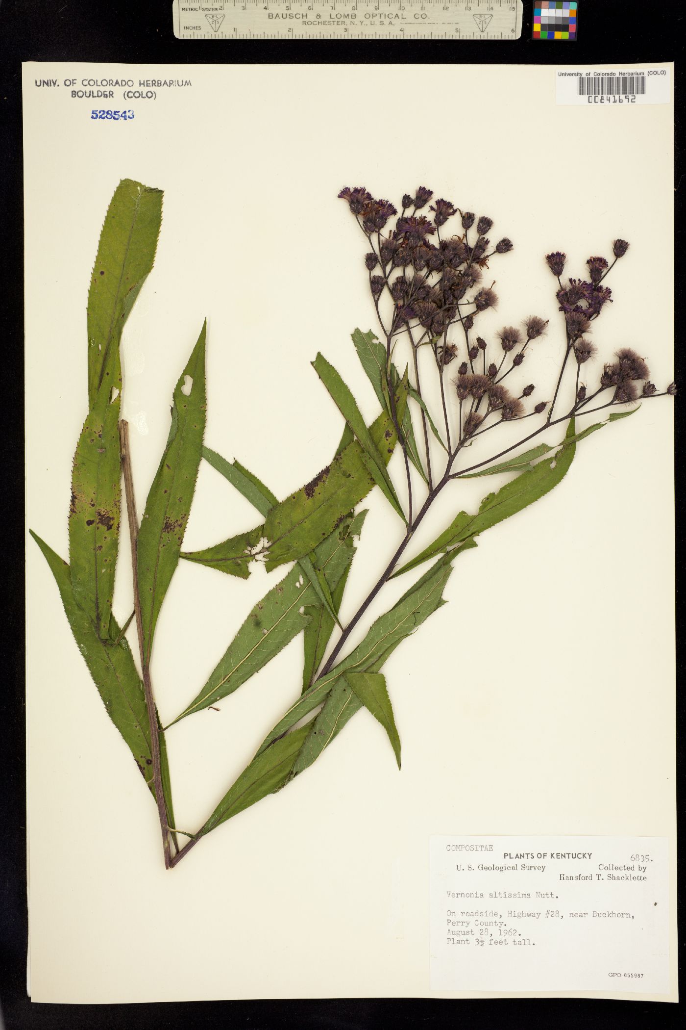 Vernonia gigantea image