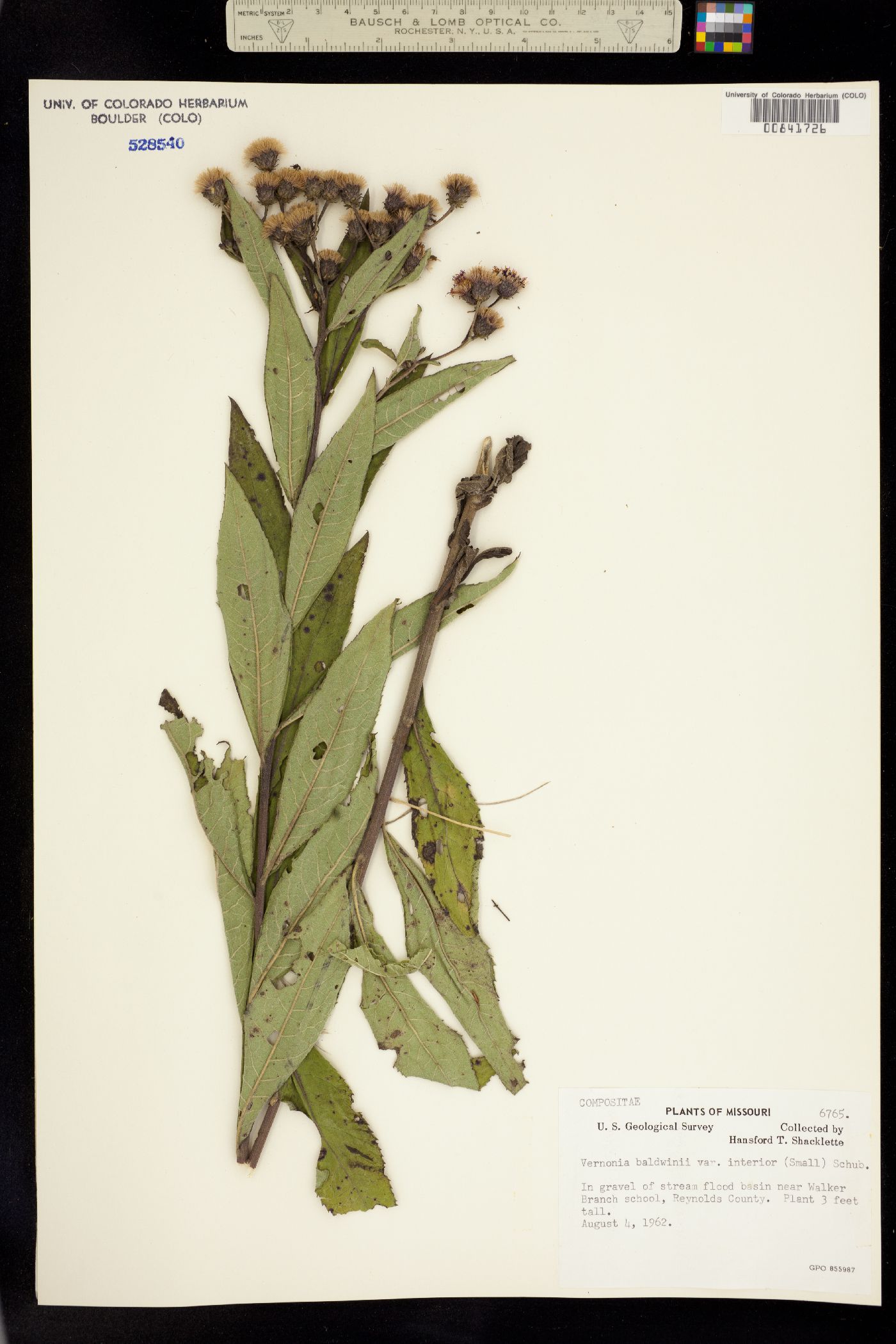 Vernonia baldwinii image