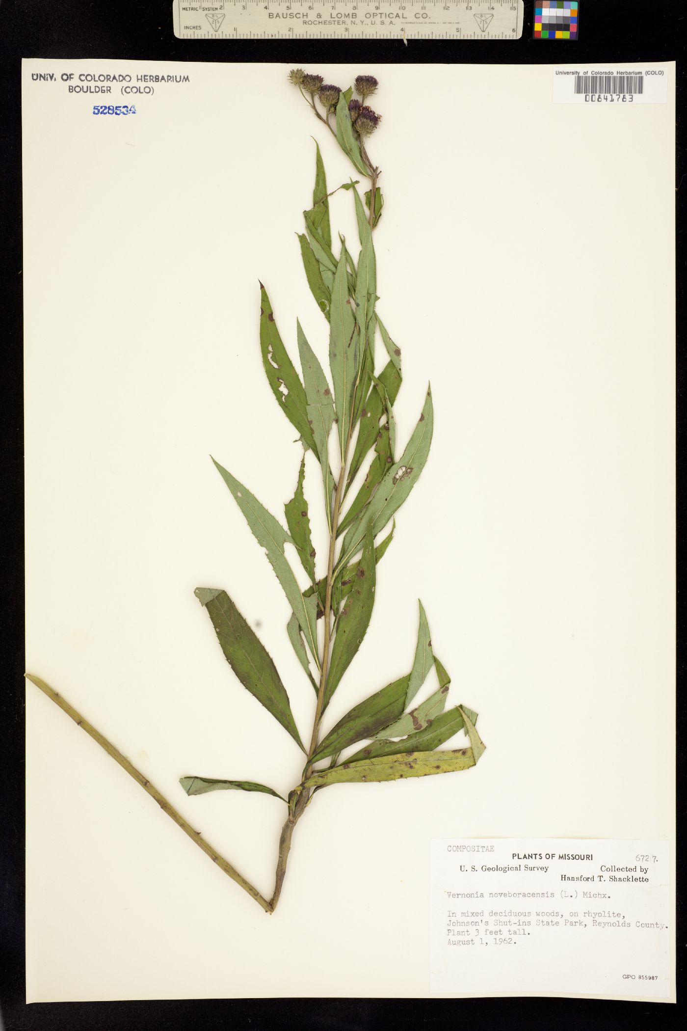 Vernonia noveboracensis image