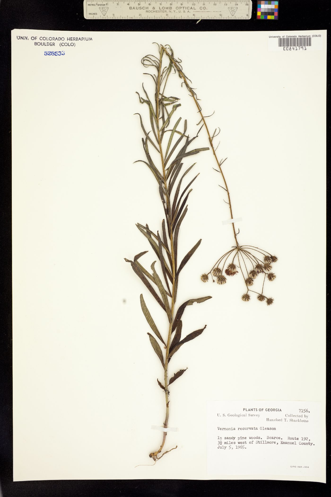 Vernonia X recurva image