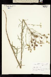 Vernonia recurva image