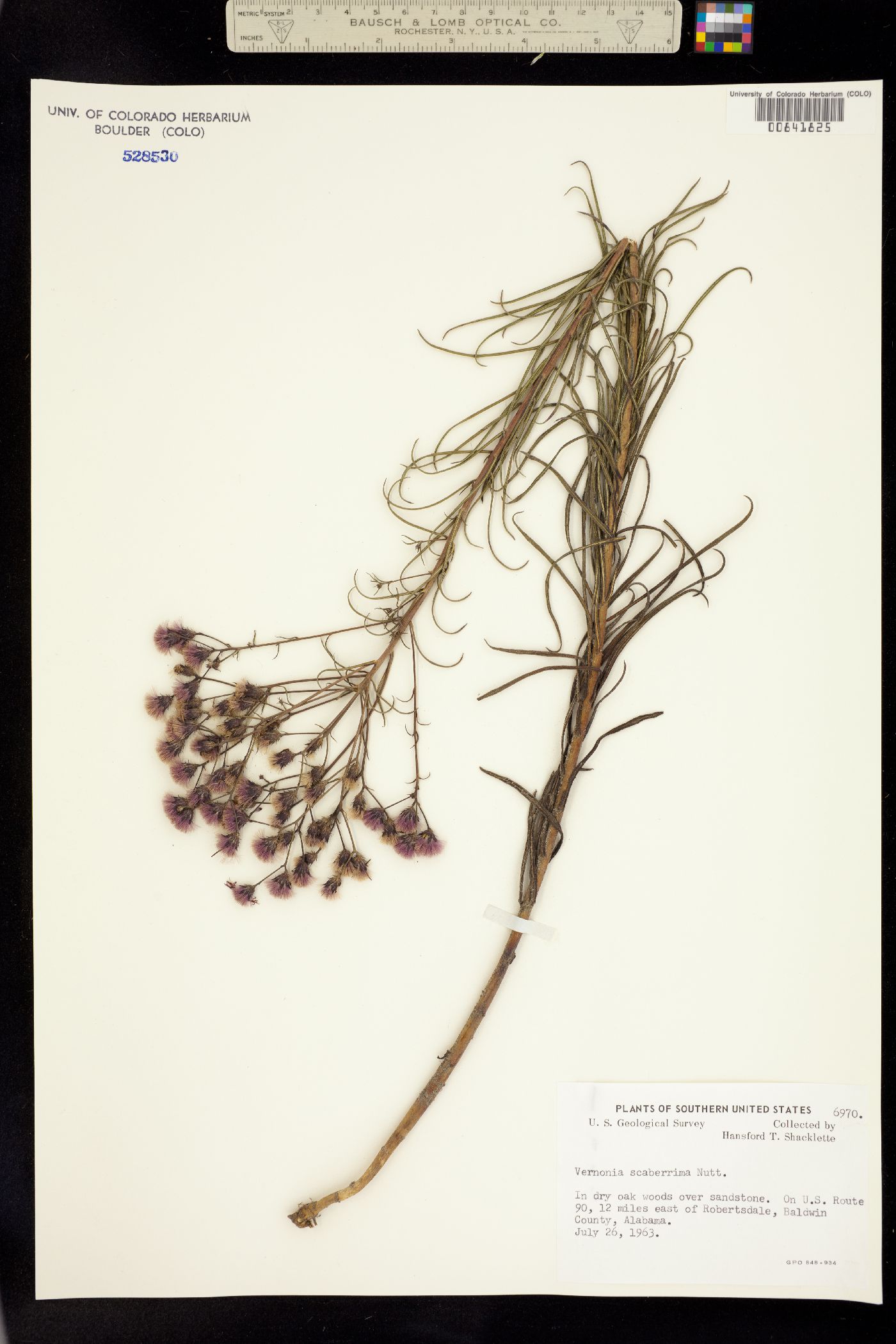 Vernonia angustifolia image
