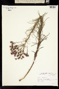 Vernonia scaberrima image