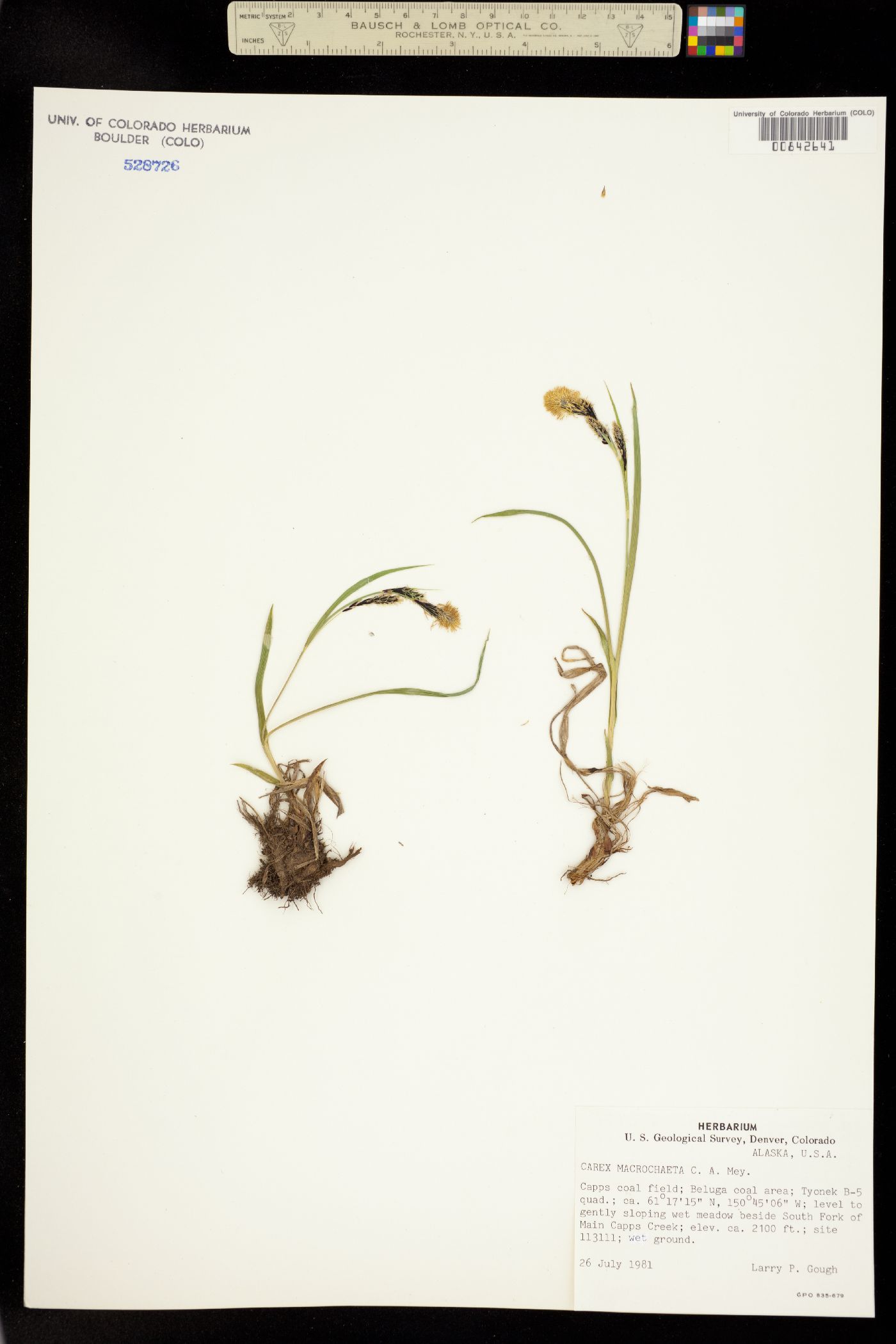 Carex macrochaeta image