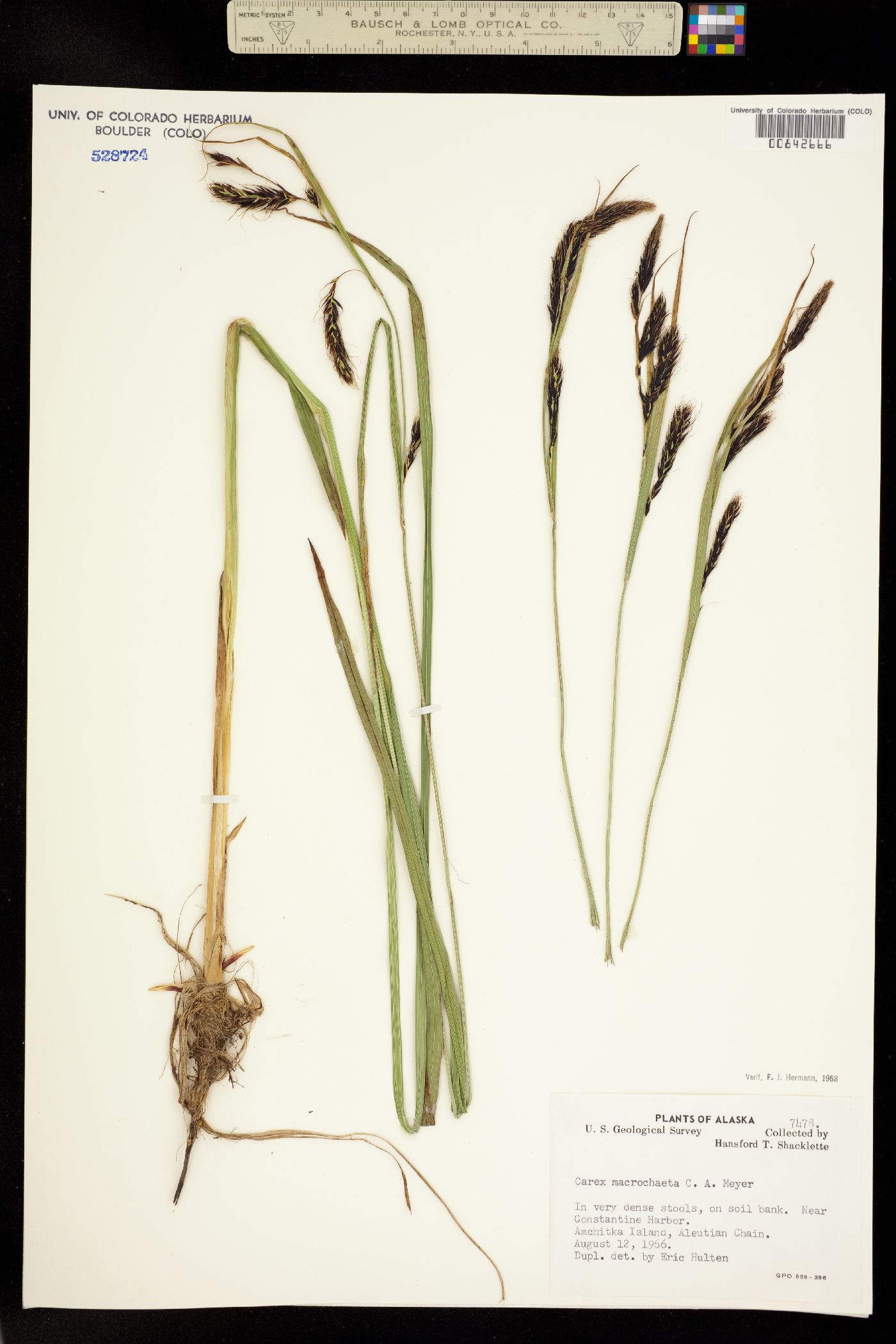 Carex macrochaeta image