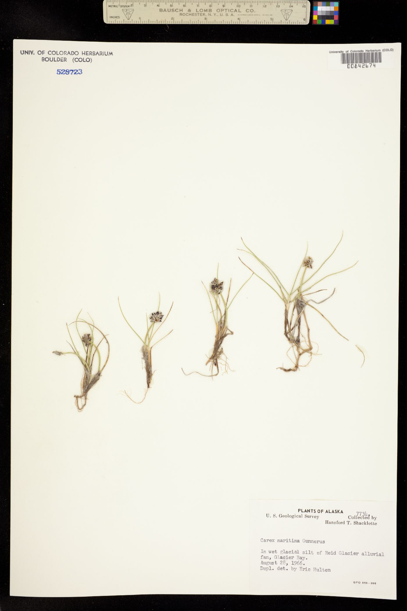 Carex maritima image