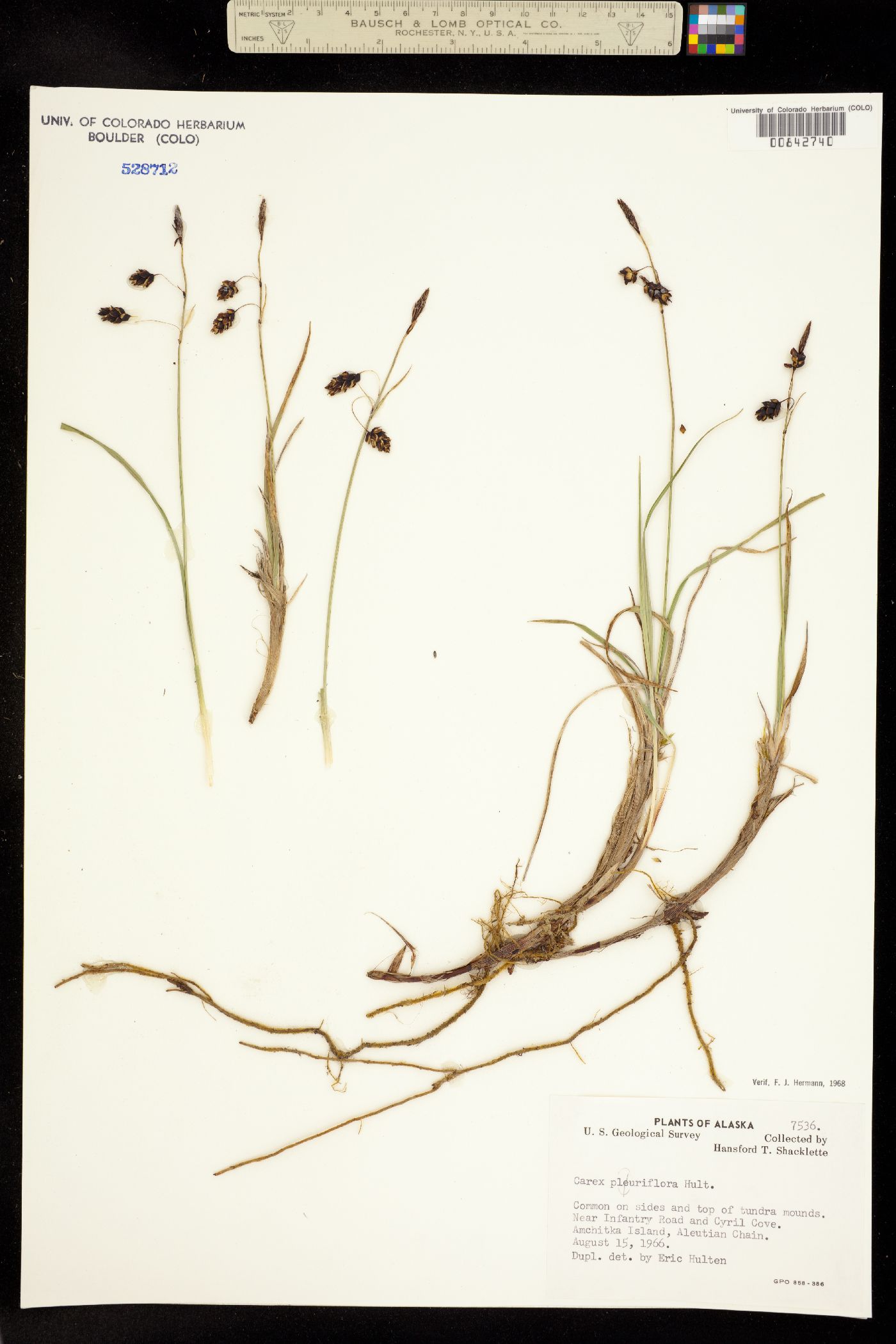 Carex pluriflora image