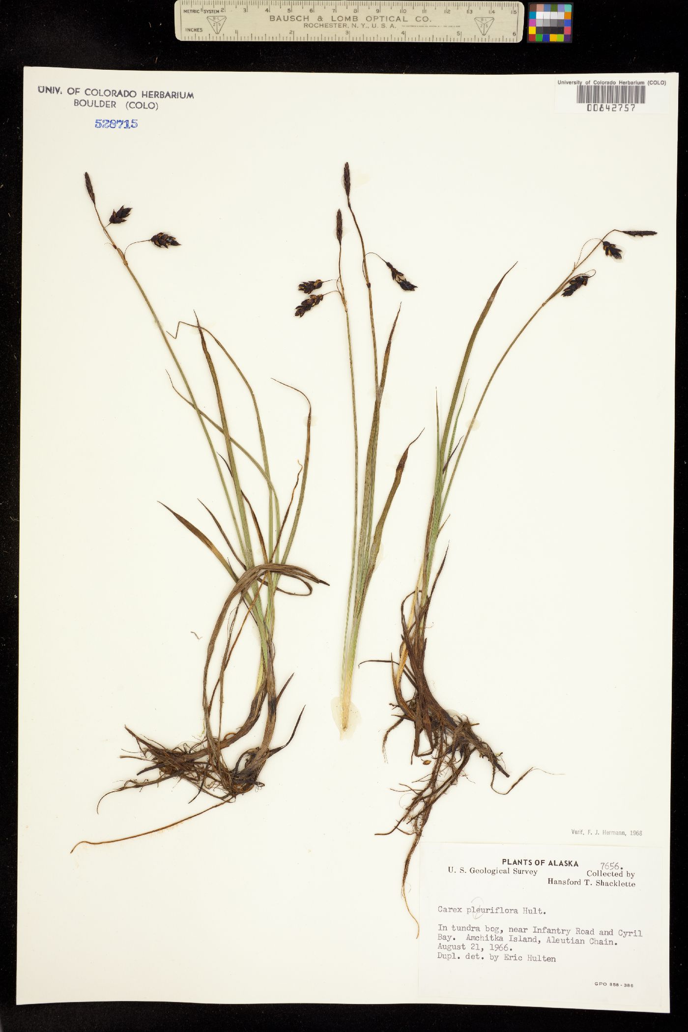 Carex pluriflora image