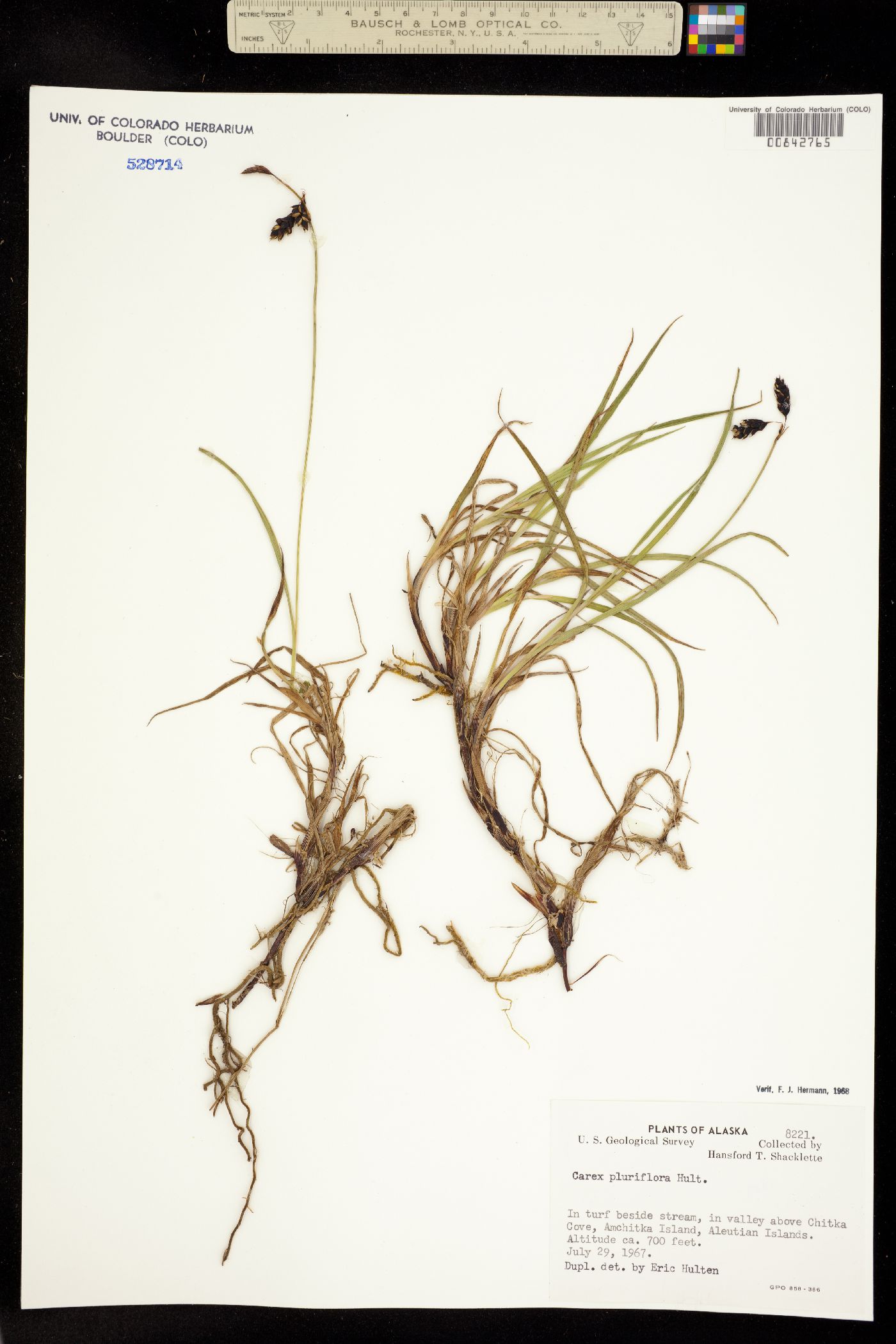 Carex pluriflora image