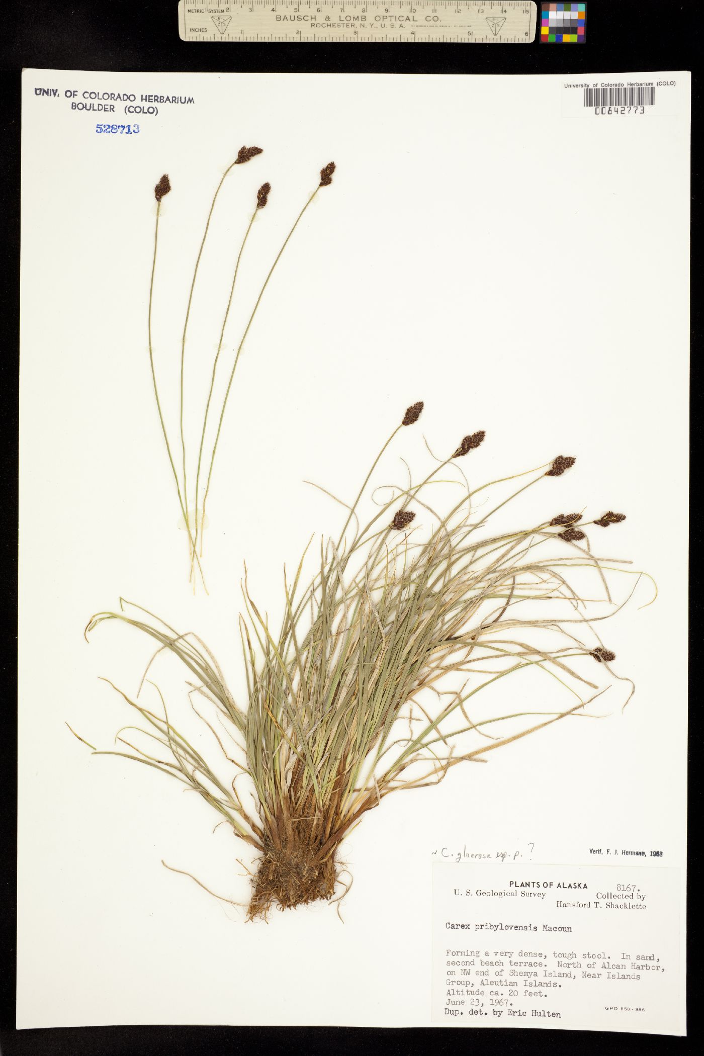 Carex glareosa ssp. pribylovensis image