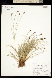 Carex pribylovensis image