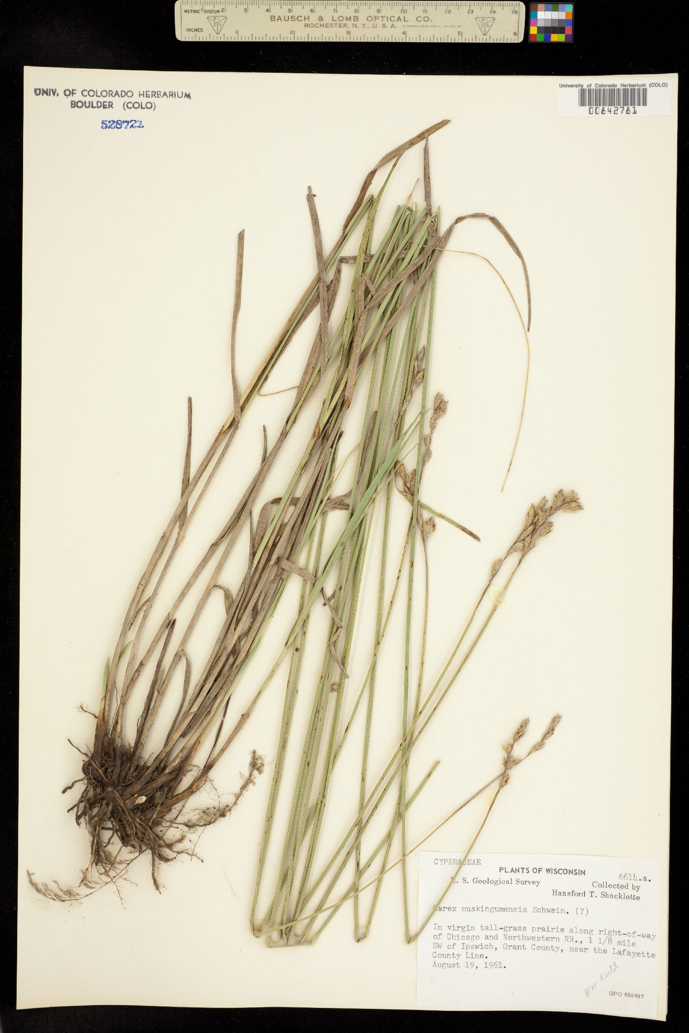 Carex muskingumensis image