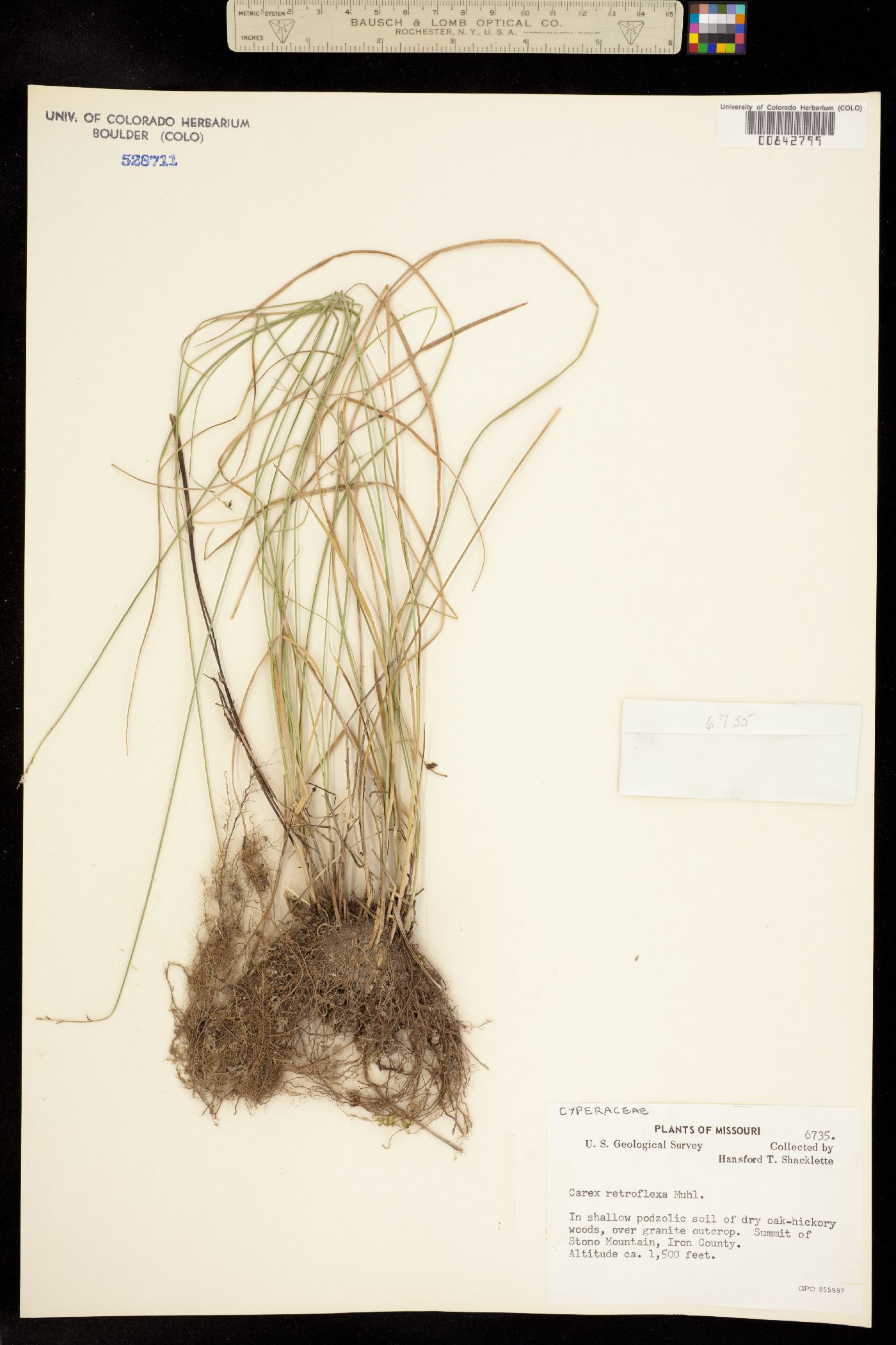 Carex retroflexa image