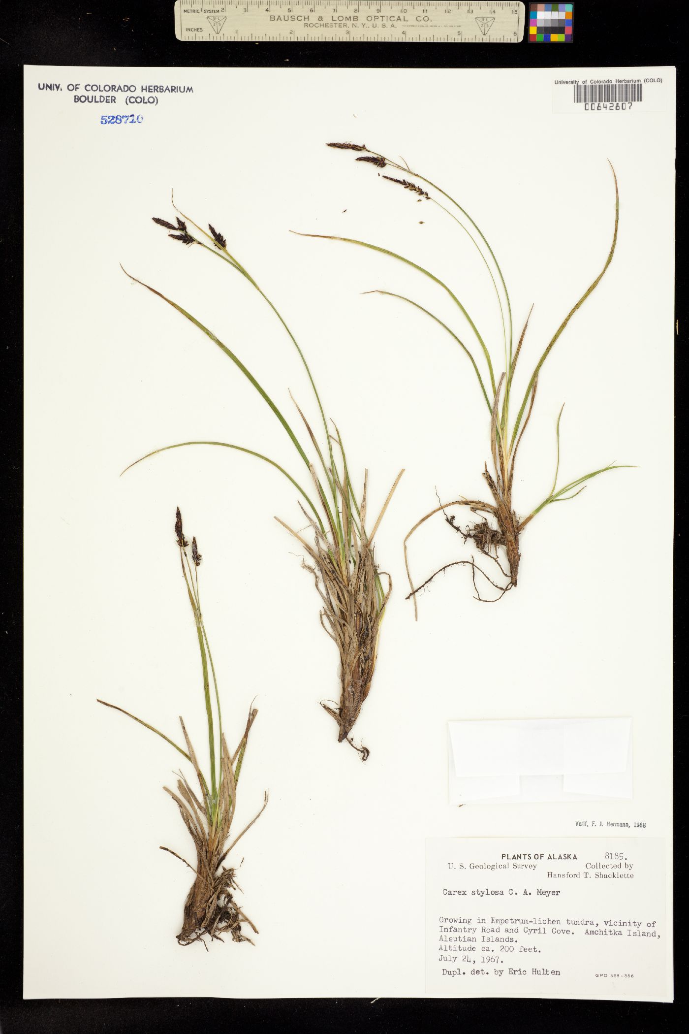 Carex stylosa image