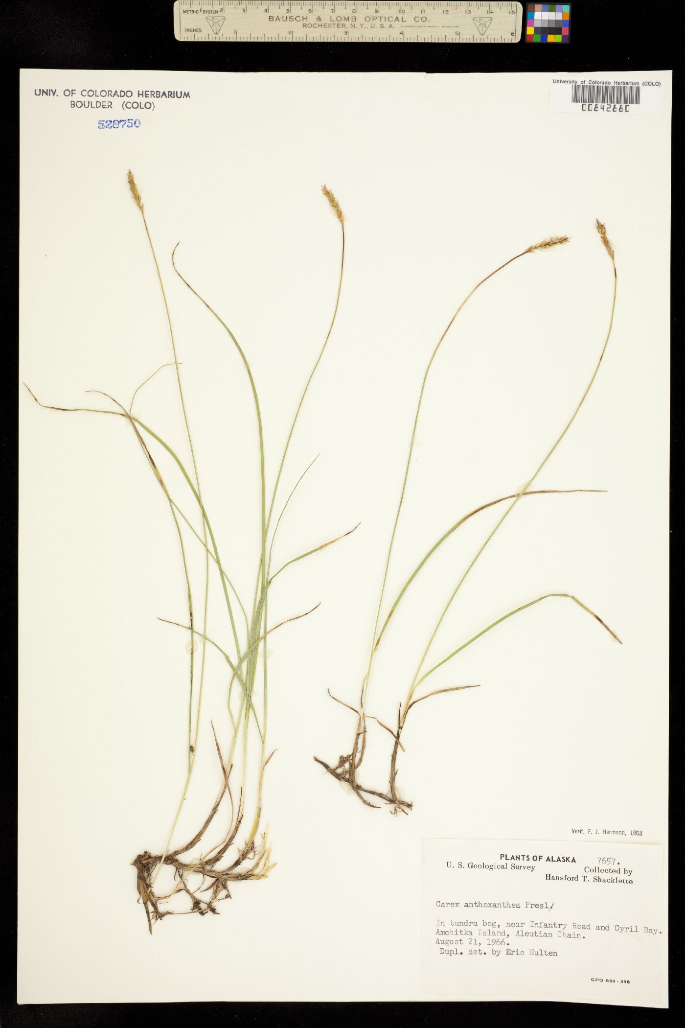 Carex anthoxanthea image