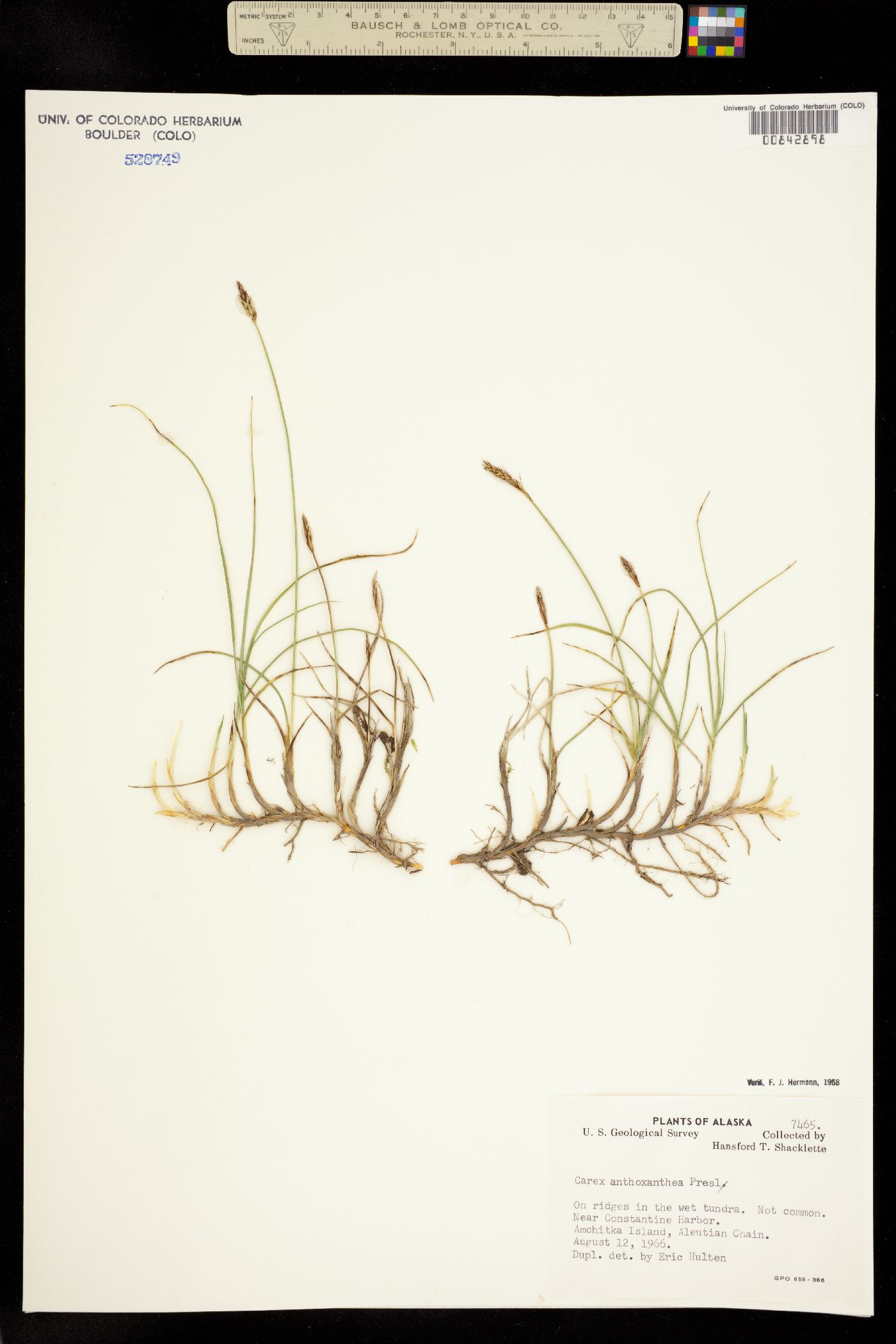 Carex anthoxanthea image